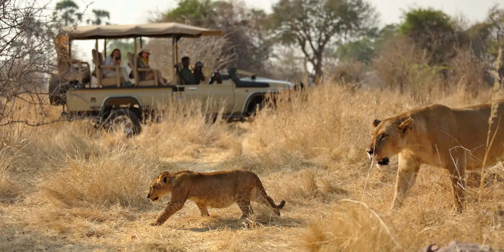 Lions walking past a safari vehicle in Ruaha National Park