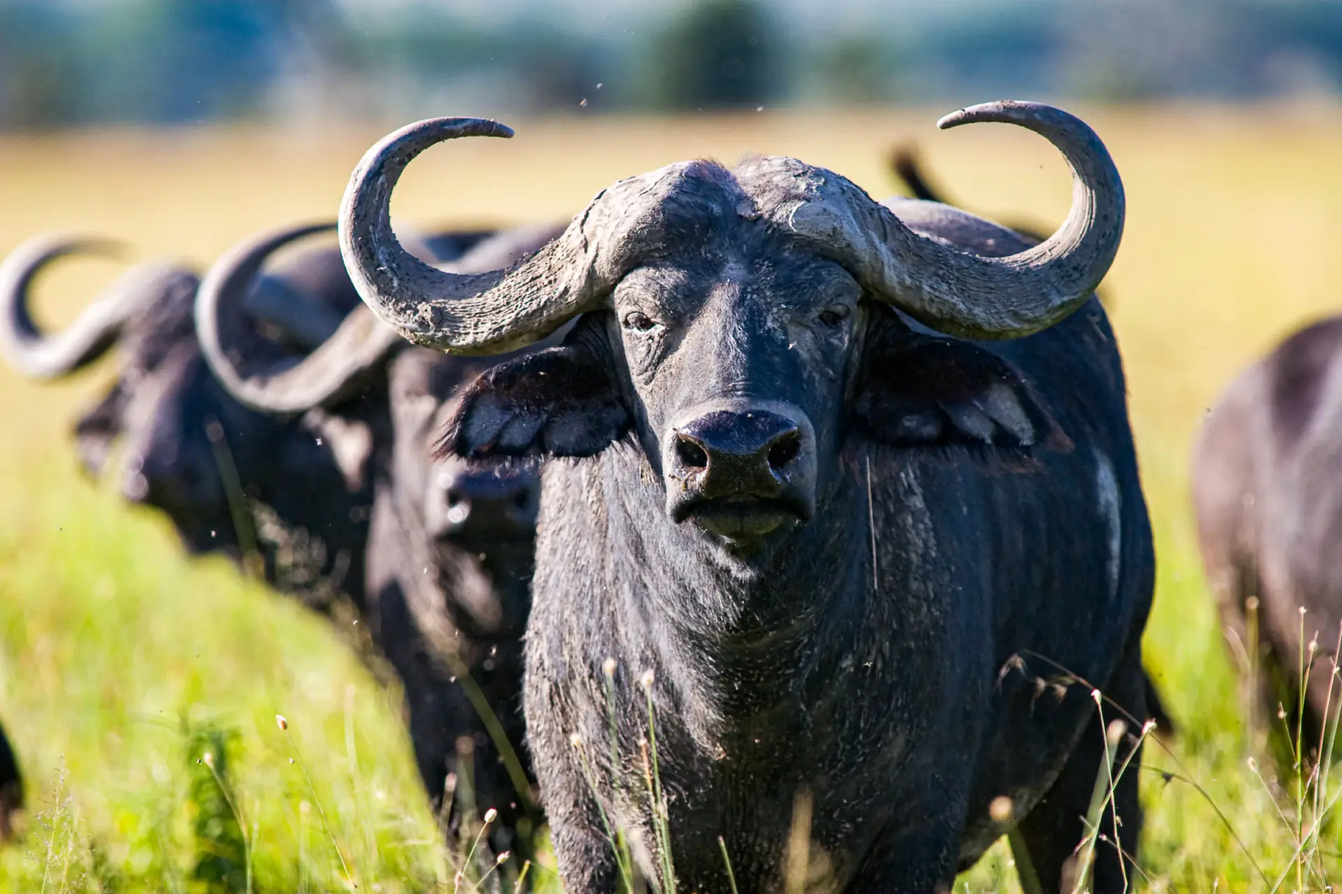 Cape buffalo staring at the camera in Nyerere (Selous) National Park
