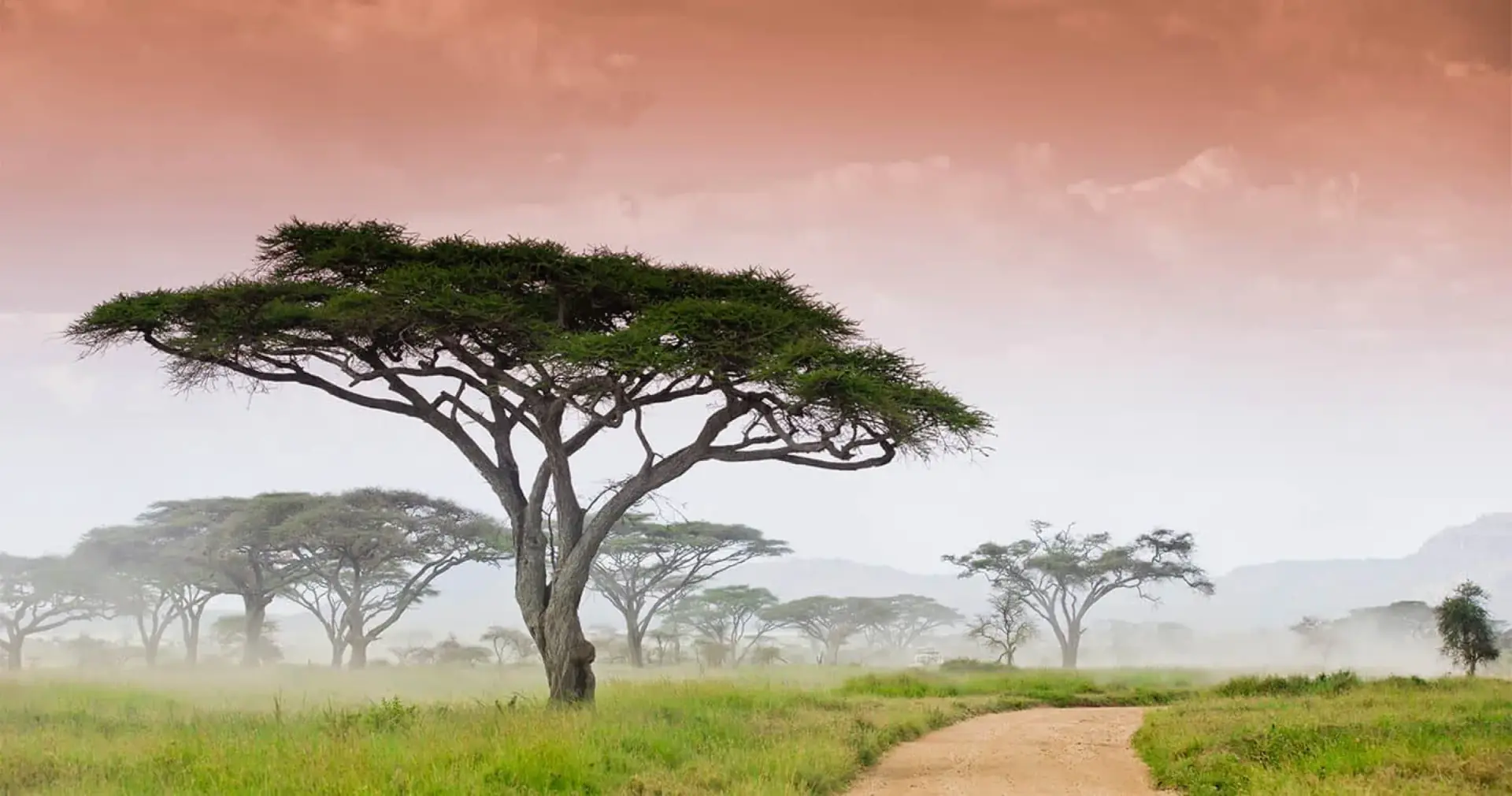 Acacia trees and a dirt track in the misty Serengeti