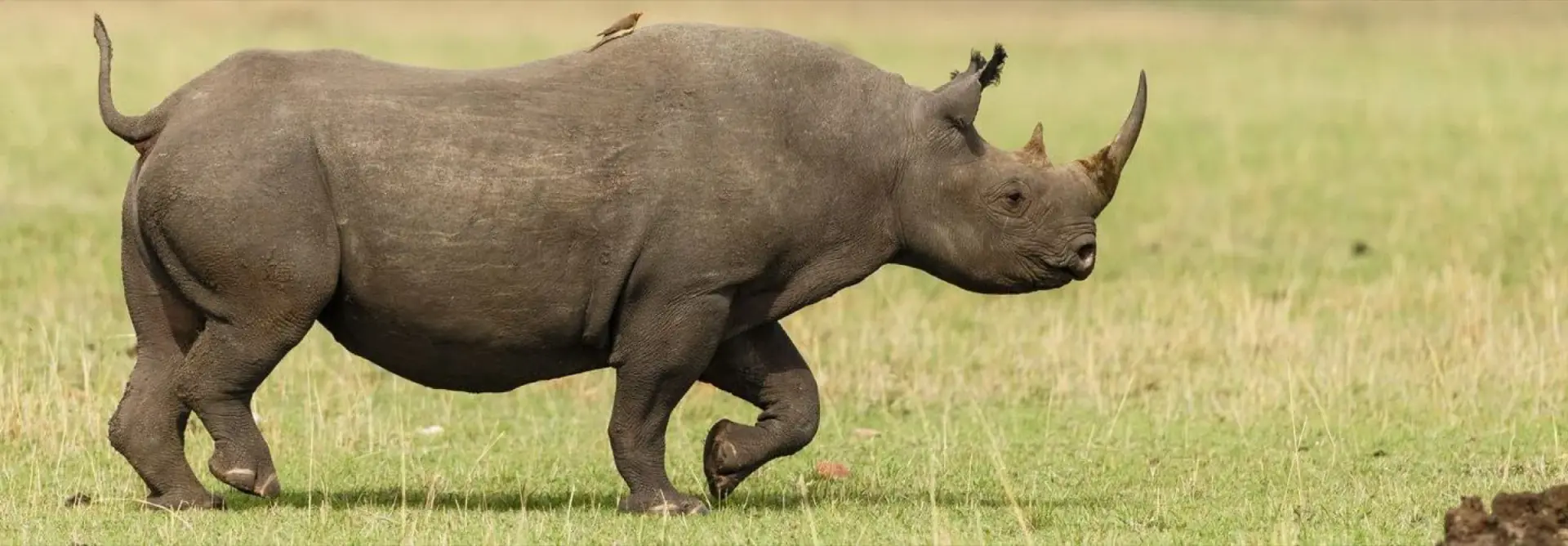 Black rhino walking through grassland