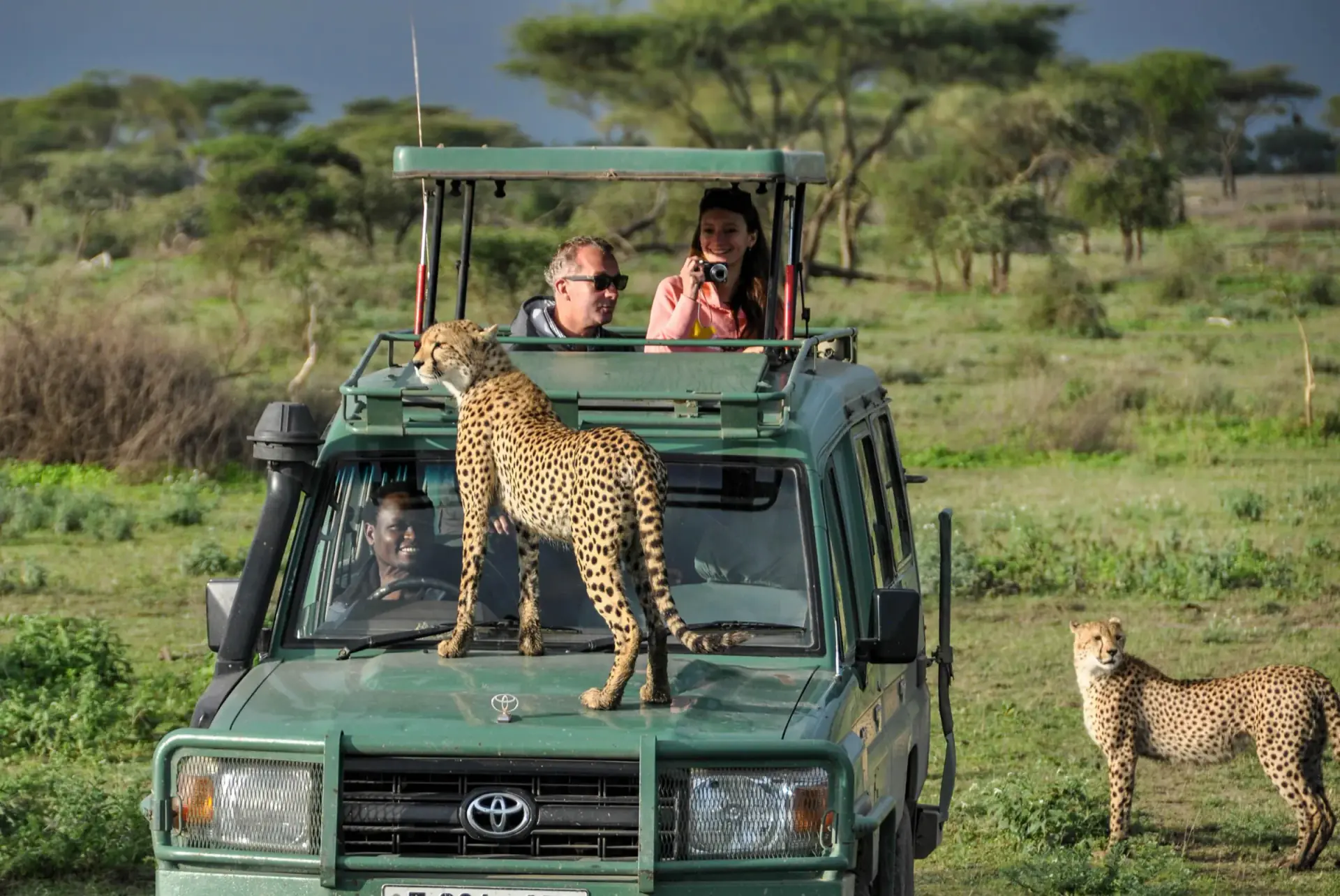 Cheetah standing on the bonnet of a safari vehicle as guests watch