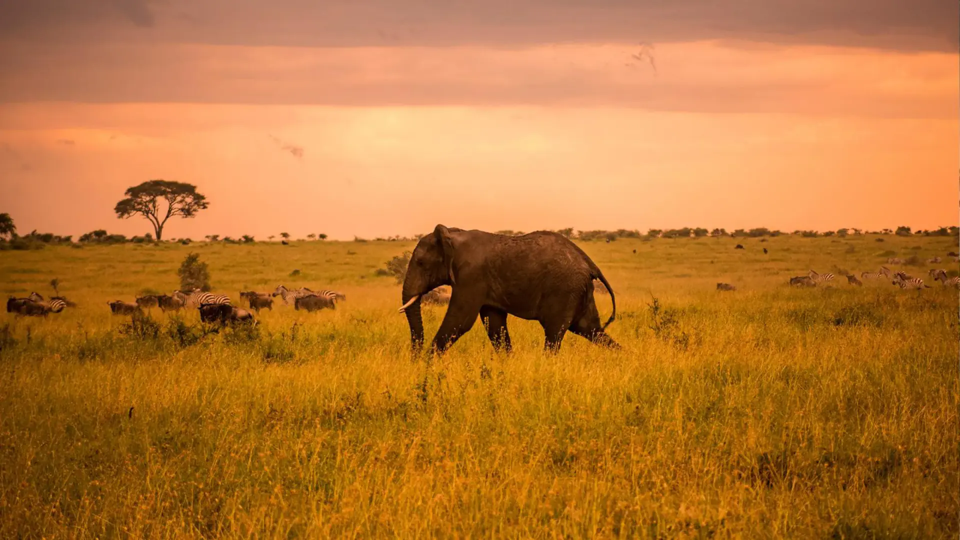 Elephant walking through golden grass at sunset