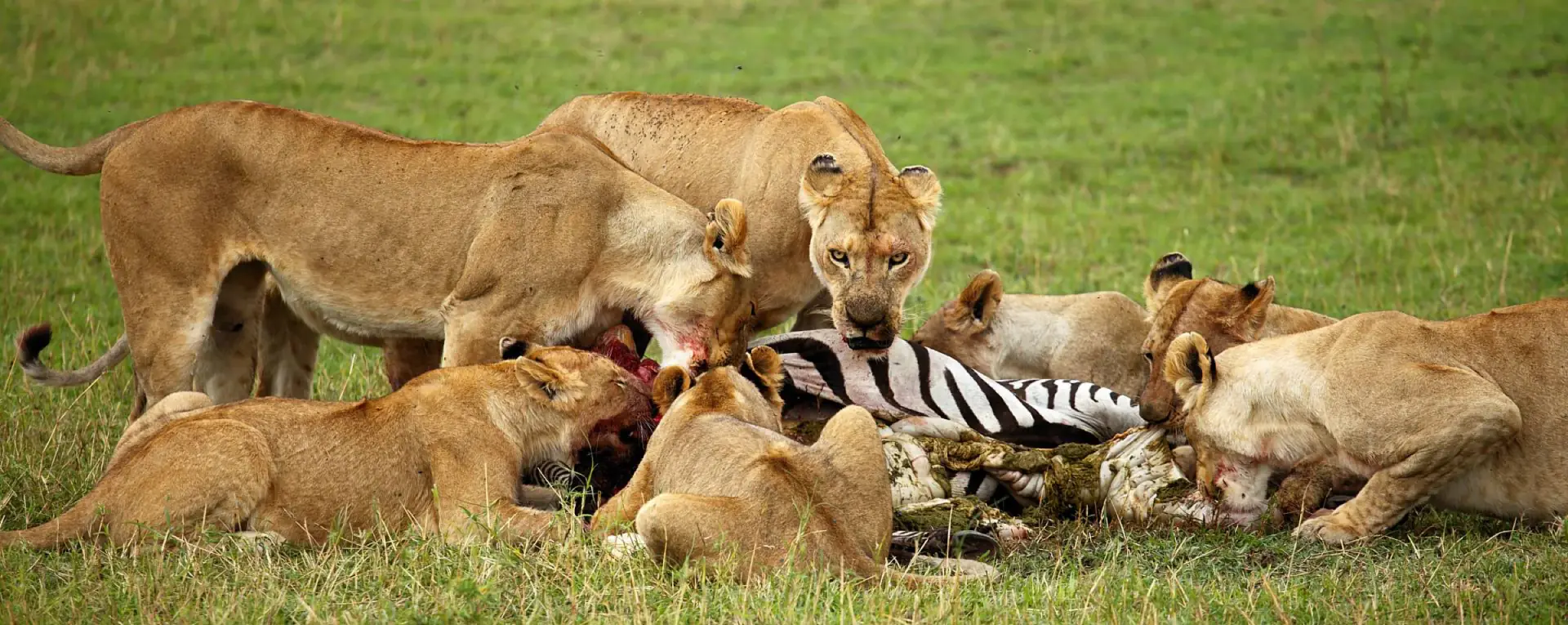 Lionesses feeding on a zebra kill