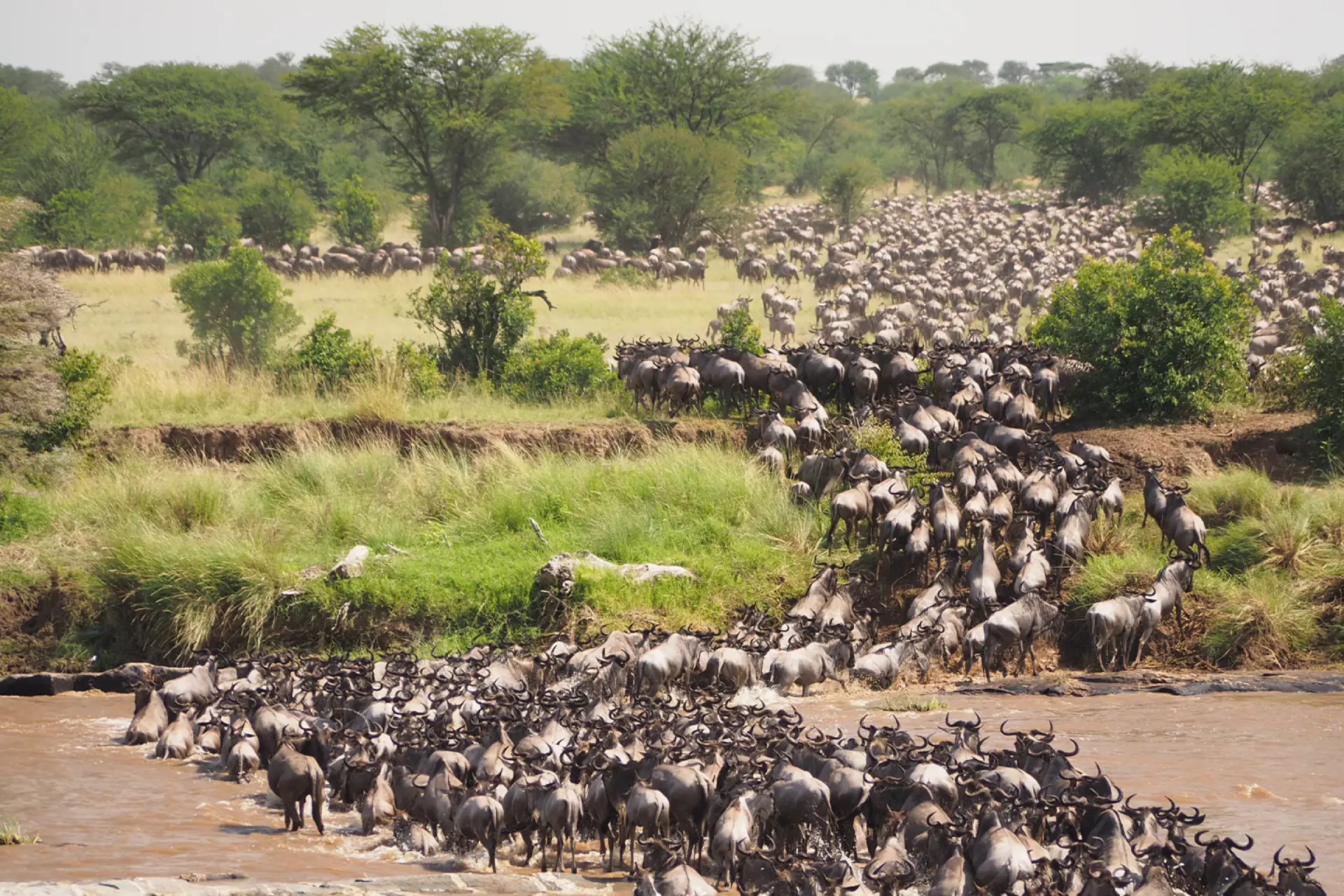 Wildebeest pouring down the bank into the Mara River during the migration