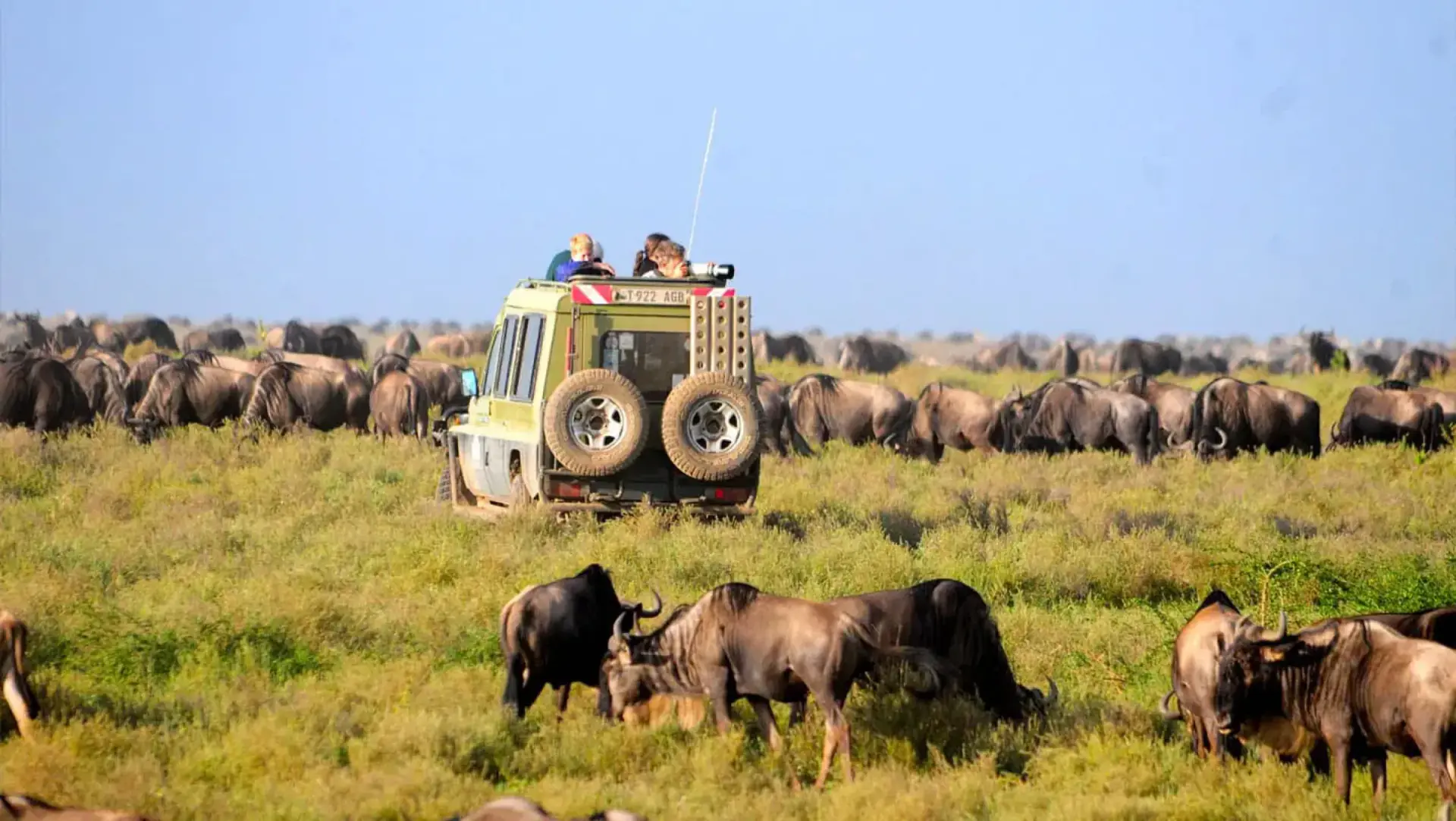 Safari vehicle surrounded by the migrating wildebeest herd