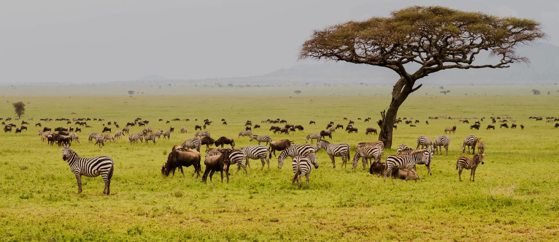 Wildebeest and zebras grazing beneath an acacia on the Serengeti