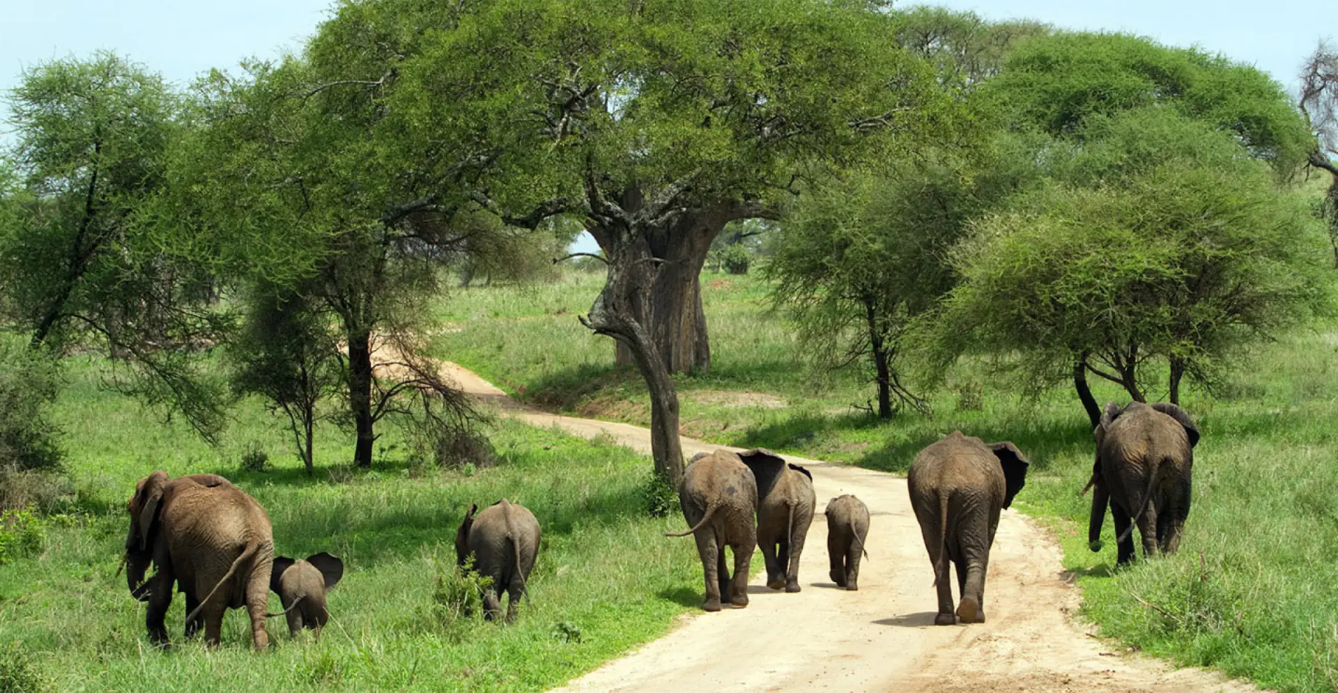 Elephant family walking along a dirt road in Tarangire