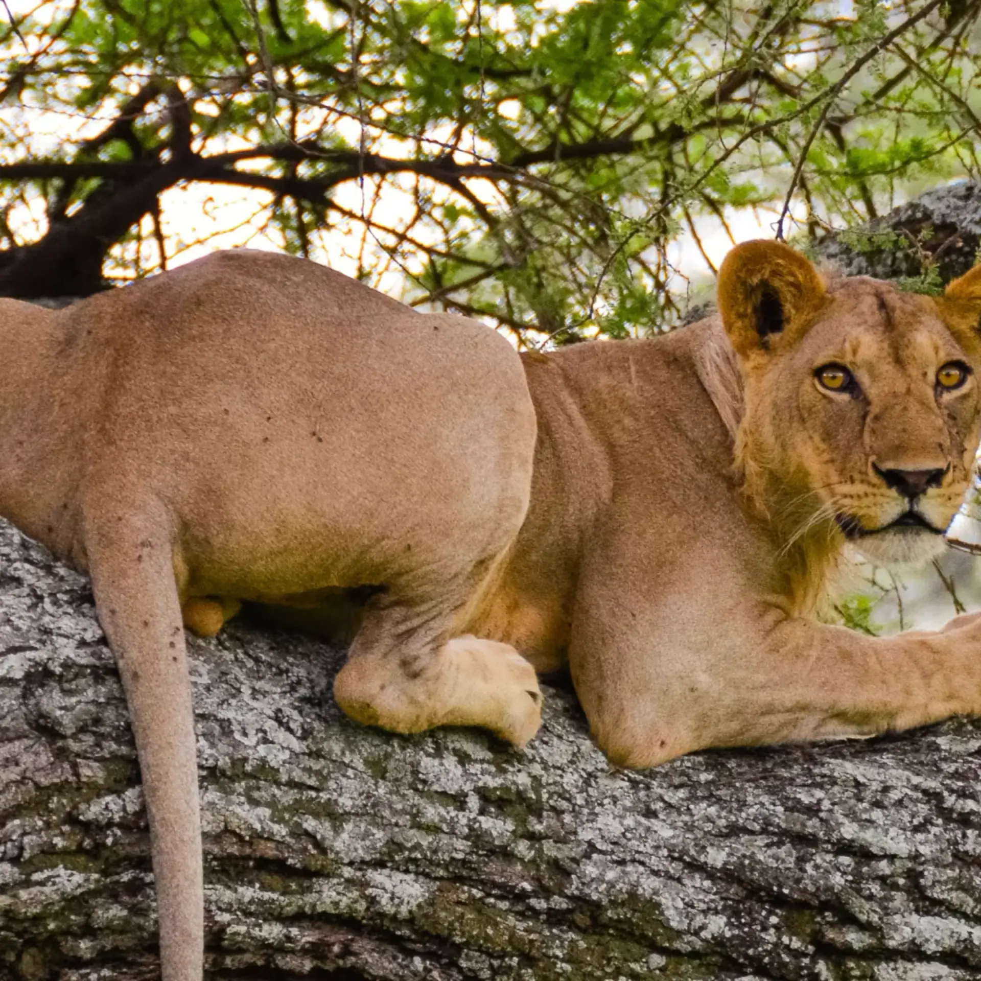 Lioness lying on a rock looking at the camera