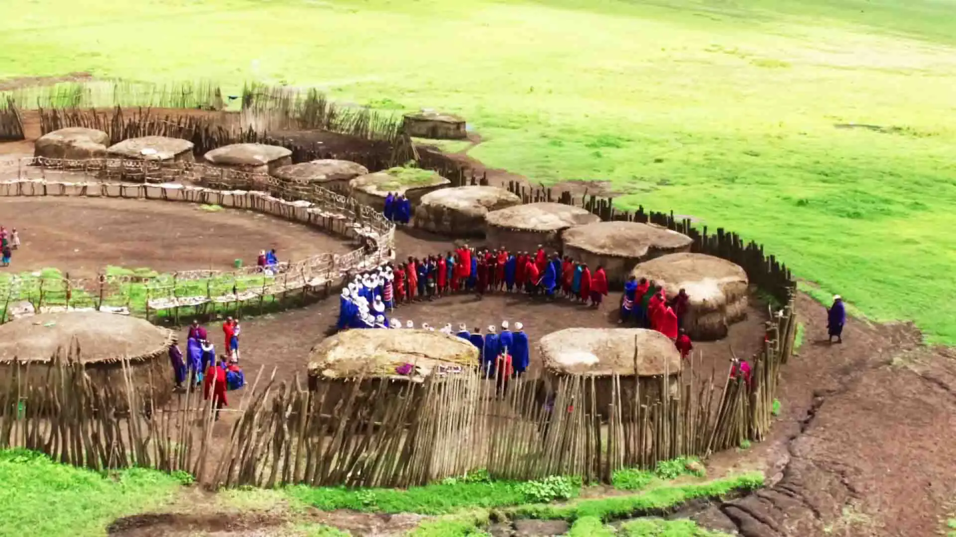 Aerial view of a Maasai boma, its round thatched huts ringed by a thorn fence