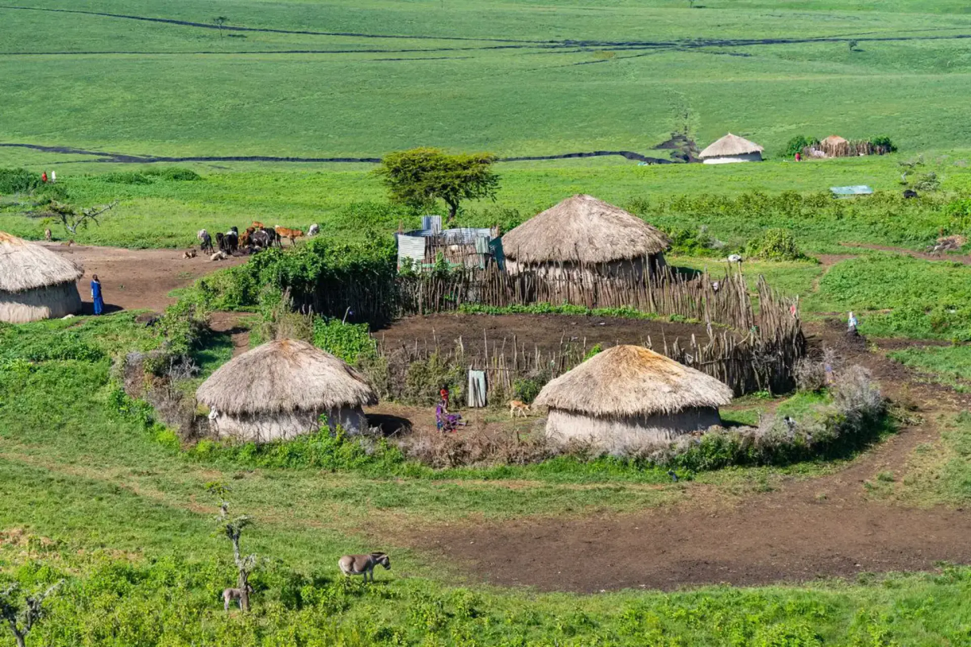 Traditional Maasai village of thatched huts on green grassland