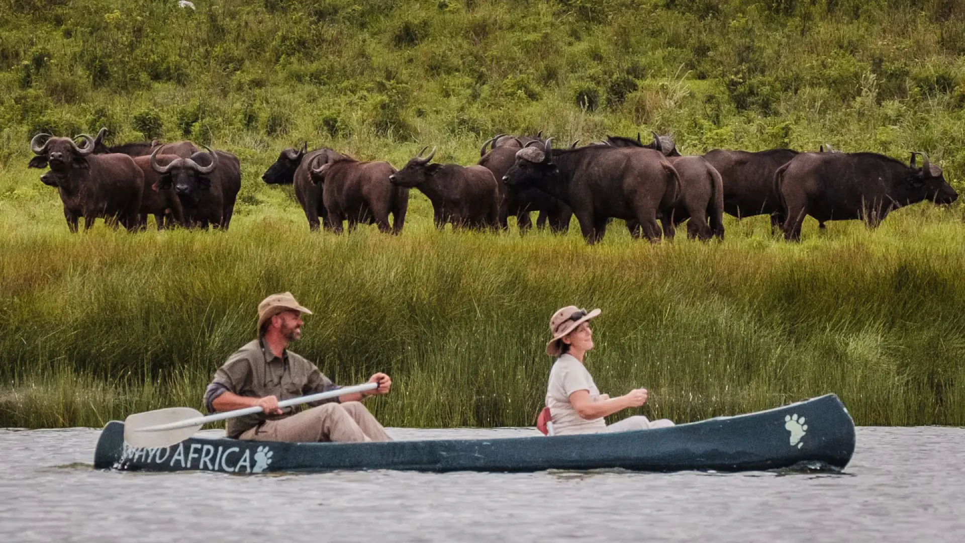 Guests canoeing past a herd of Cape buffalo
