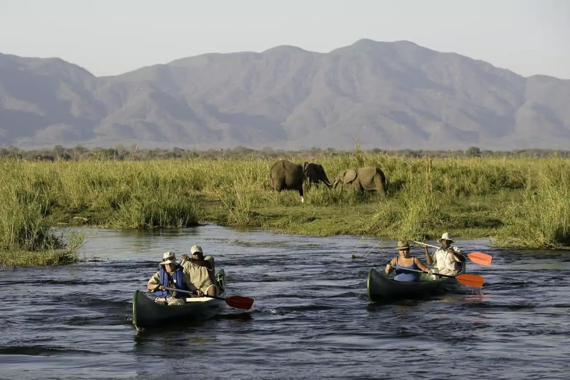 Canoeists paddling a river as elephants graze on the bank