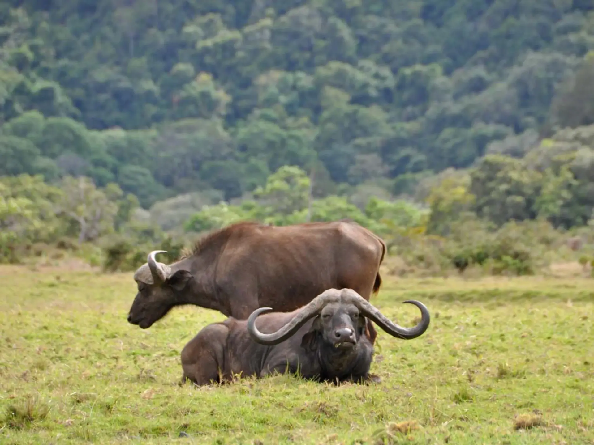 Two Cape buffalo resting in the grass in Arusha National Park