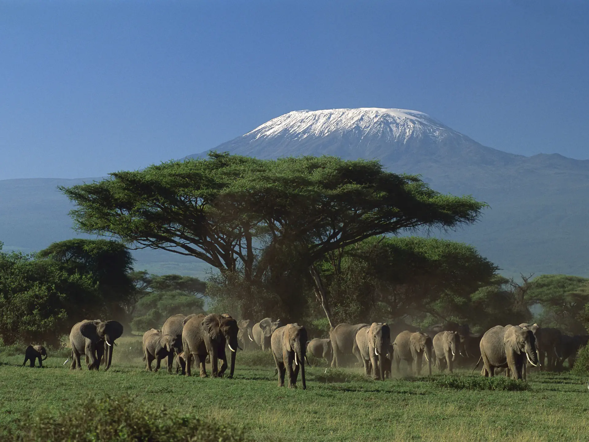 Elephant herd beneath an acacia with snow-capped Kilimanjaro behind