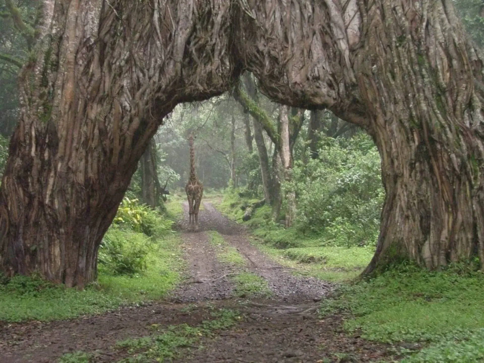 Giraffe walking through the giant fig tree arch on the slopes of Mount Meru
