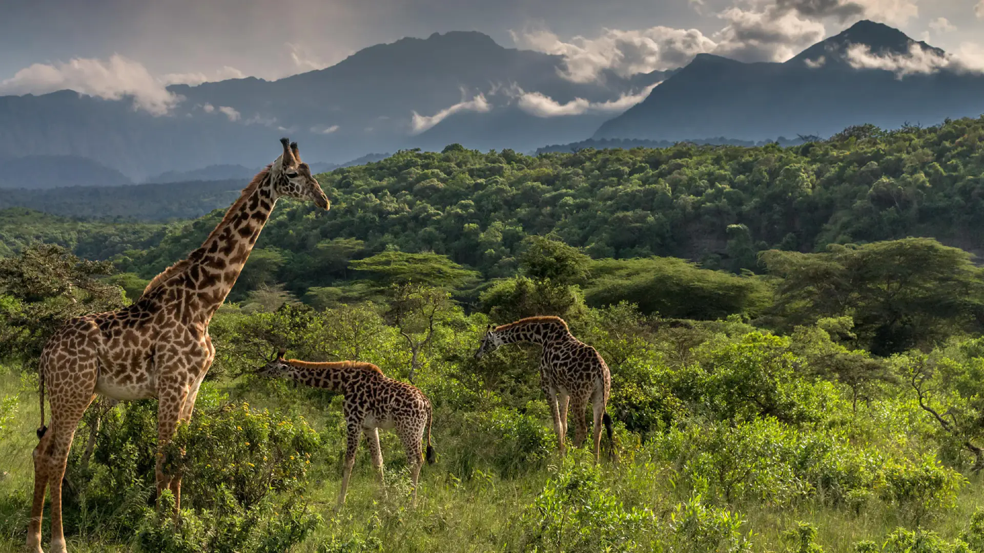 Giraffes browsing in the forest below Mount Meru