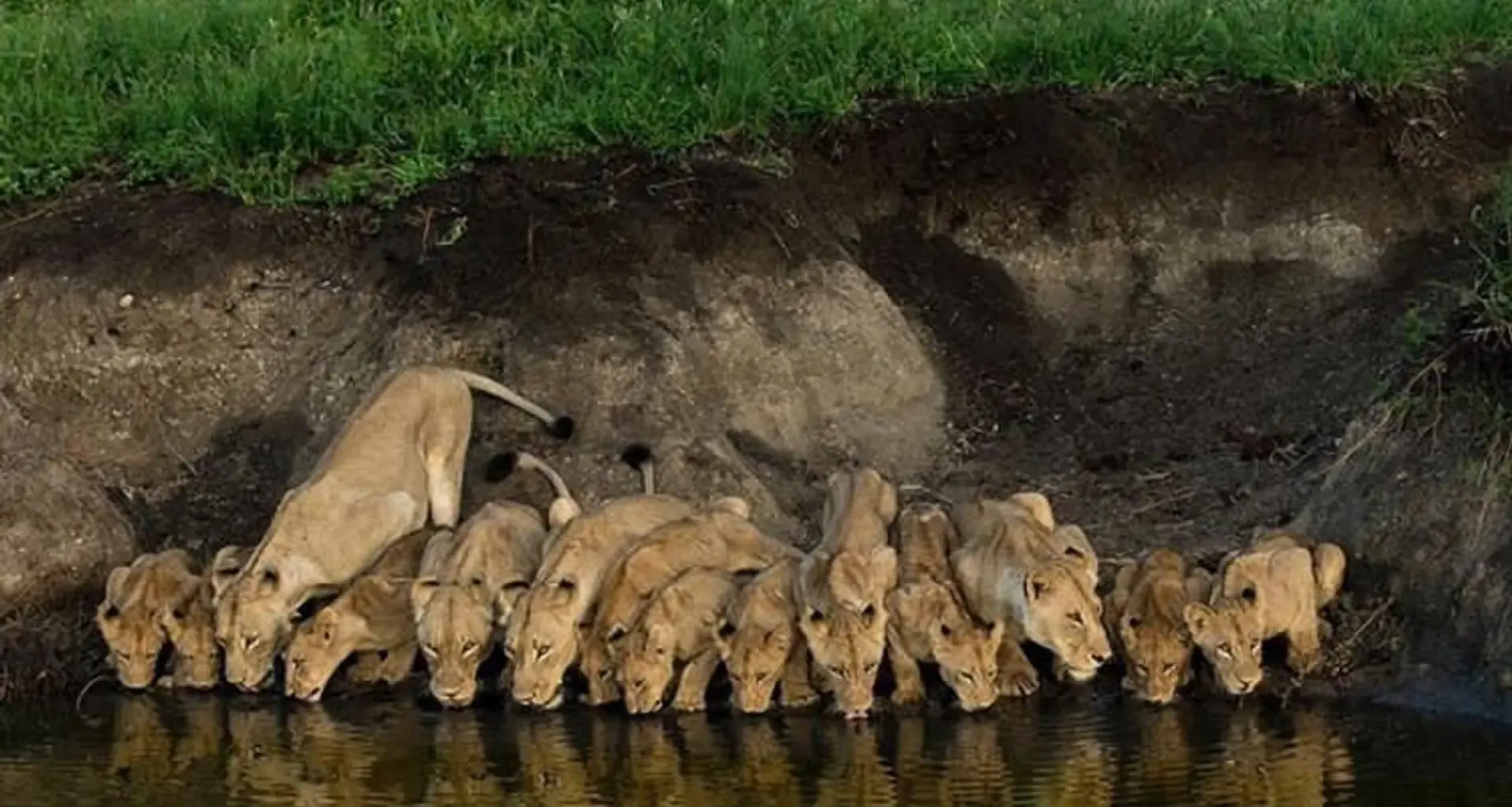 A pride of lions drinking side by side at the water's edge