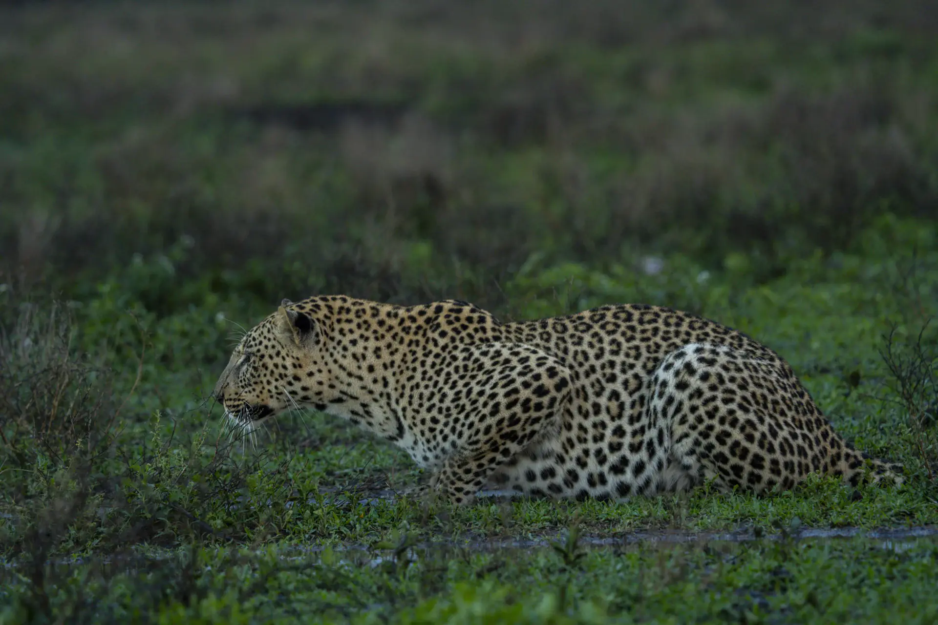 Leopard crouched low in green grass