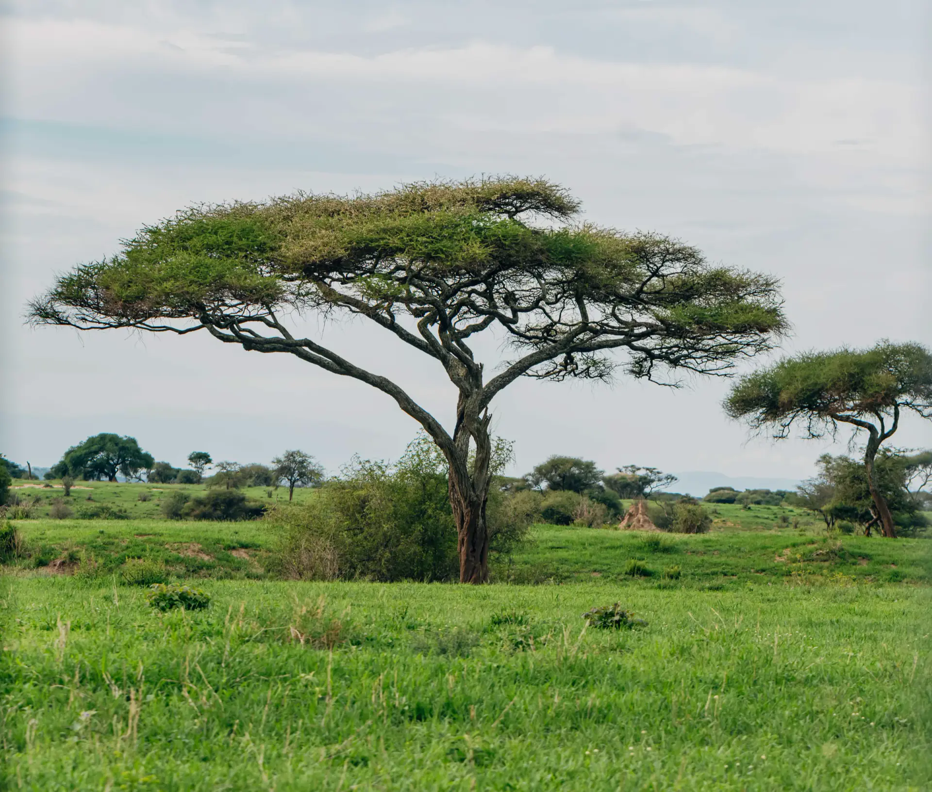 Lone umbrella acacia tree on green plains