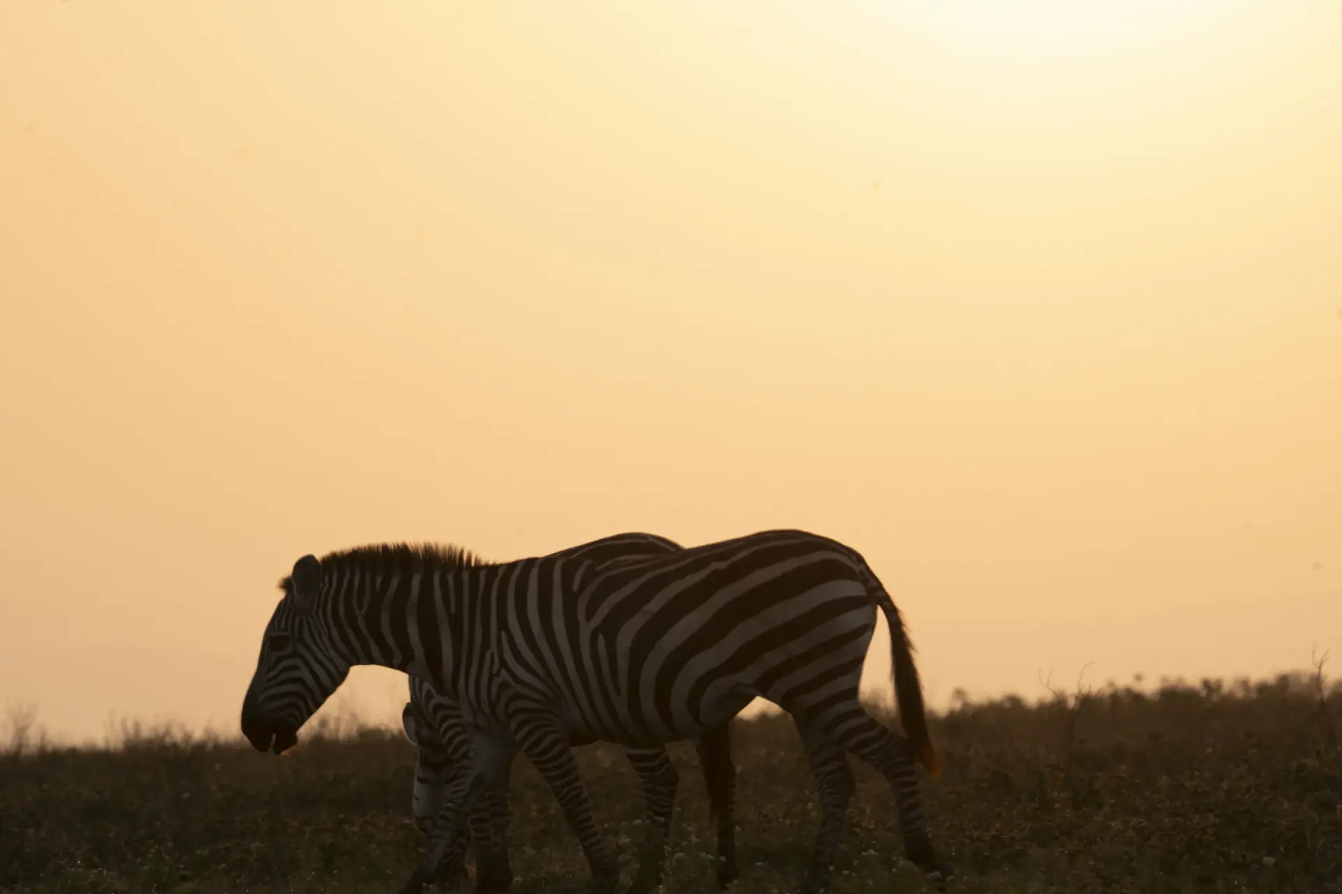 Zebra grazing in golden evening light