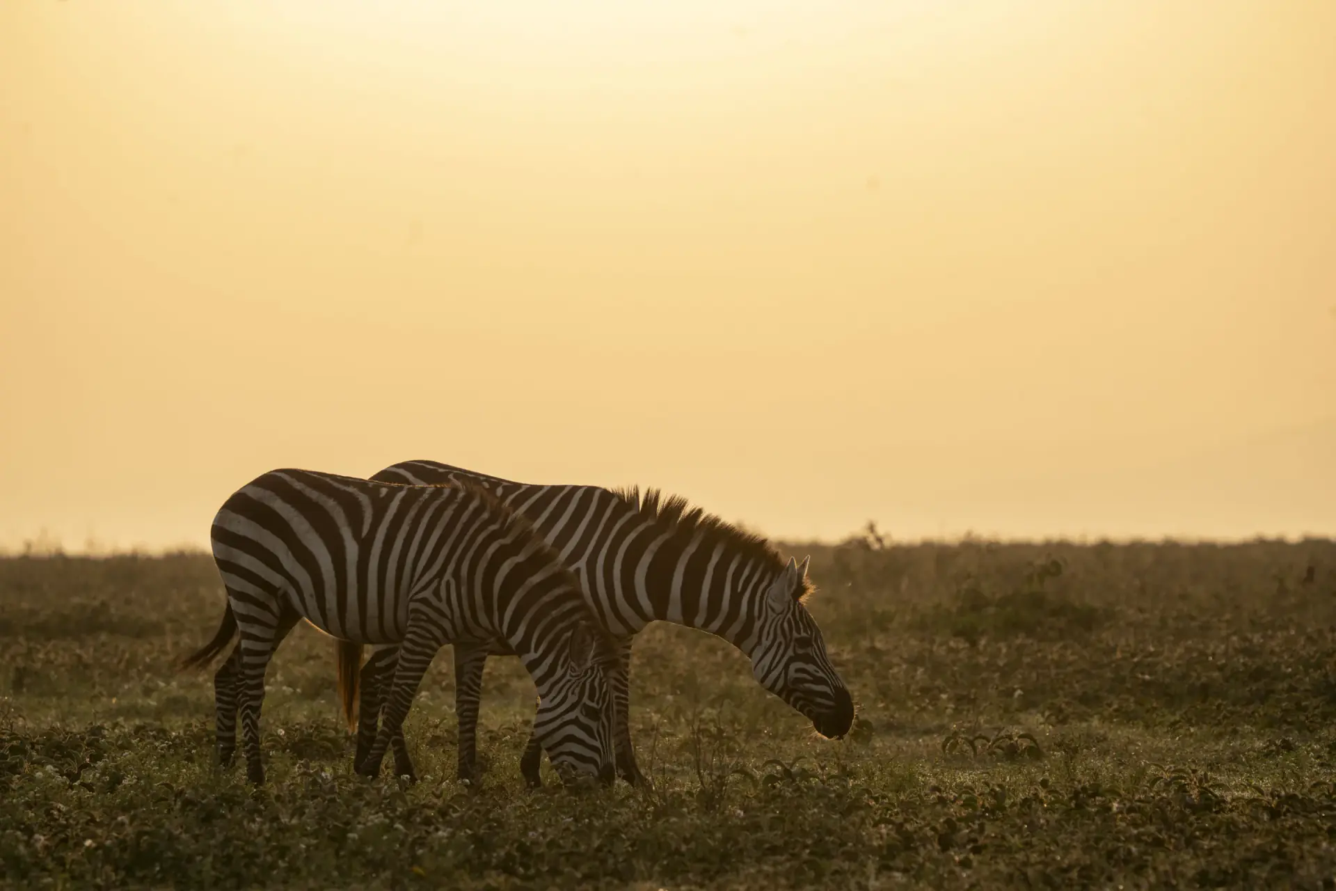 Two zebras grazing at sunset