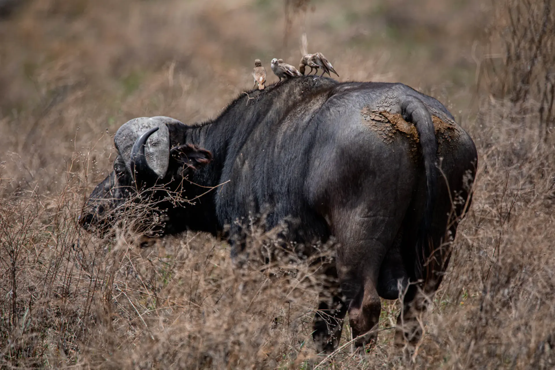 Cape buffalo in long grass with oxpeckers on its back