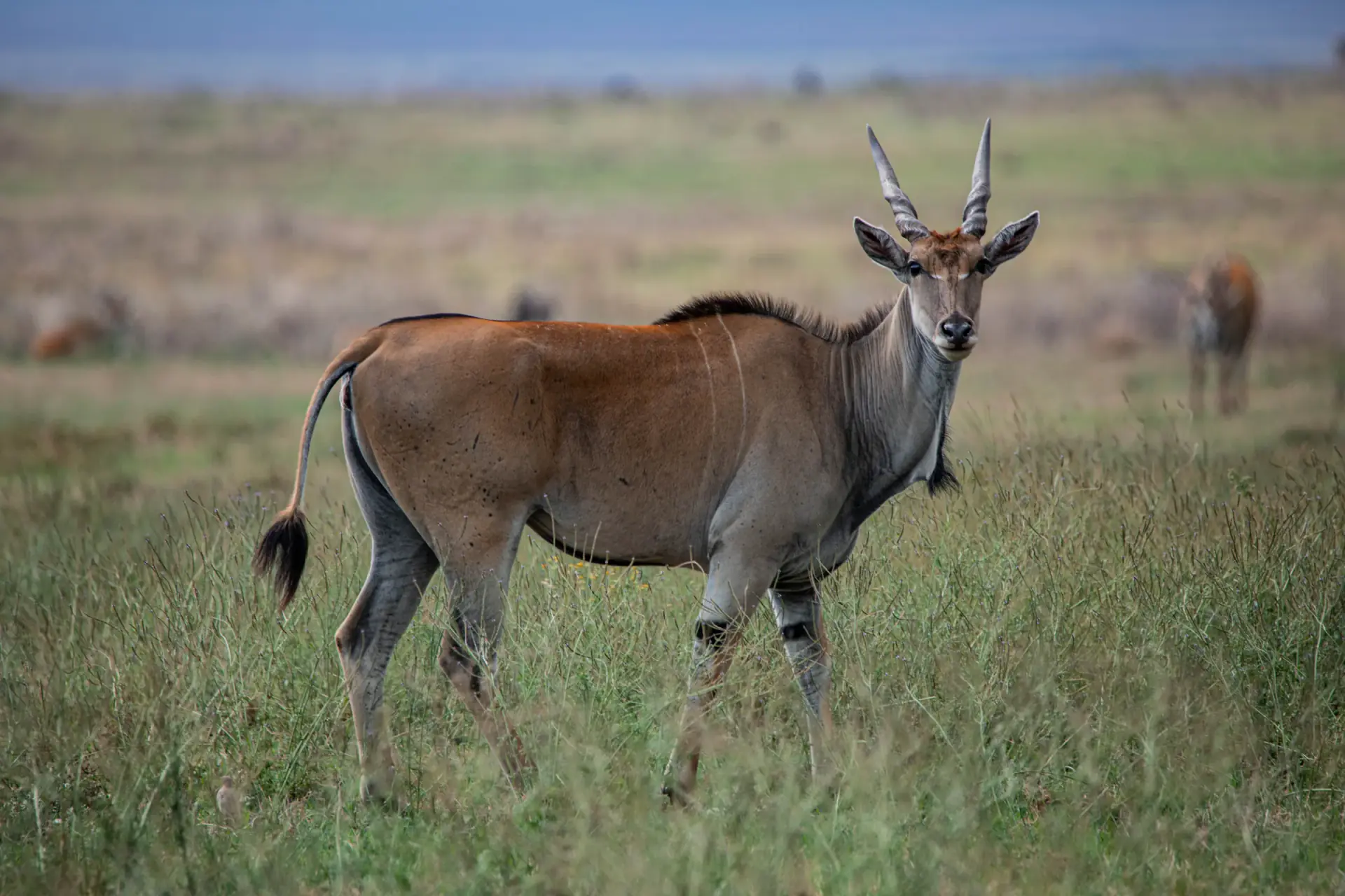 Eland antelope standing in the grass
