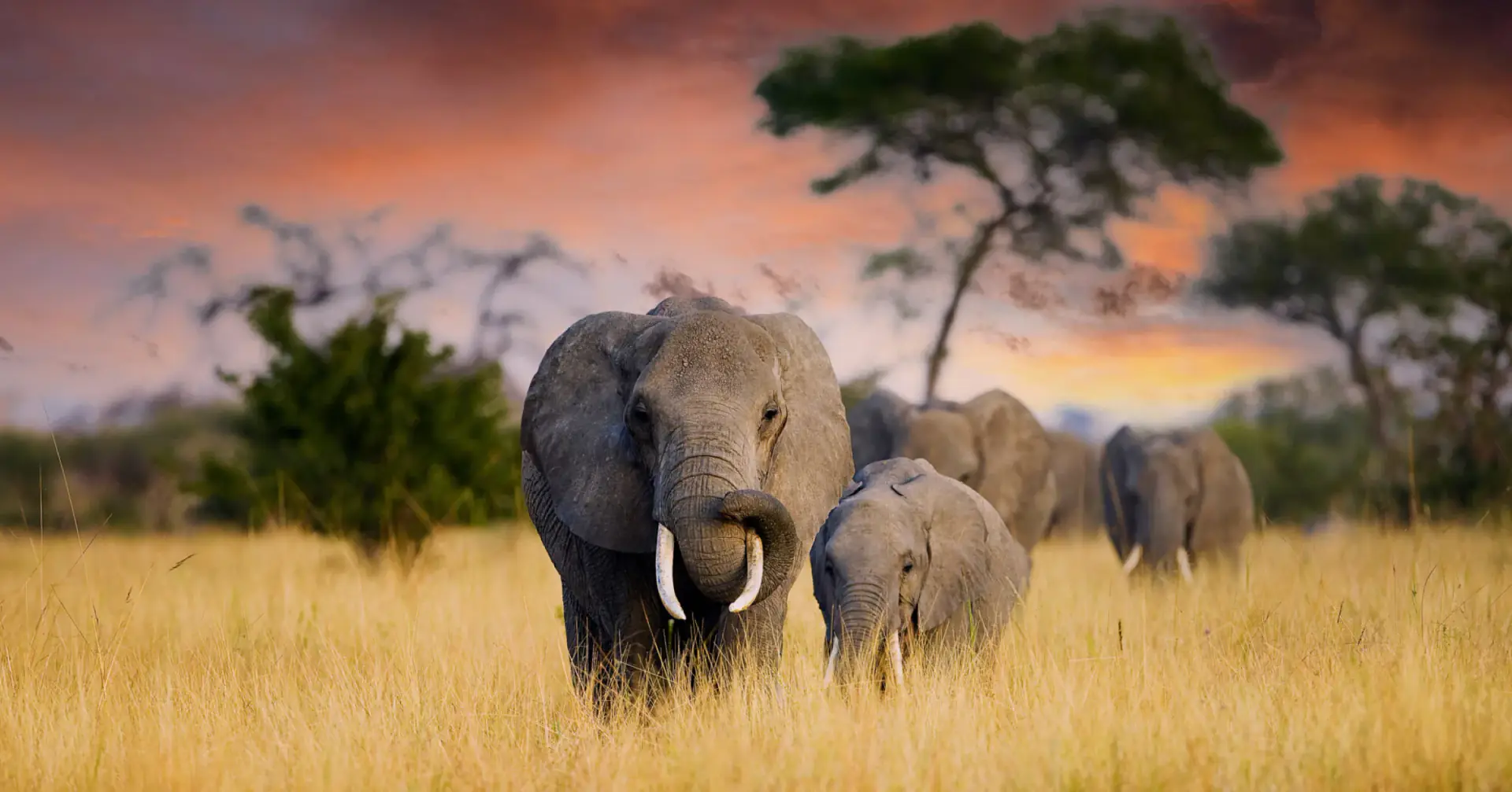 Elephant family walking through golden grass at sunset