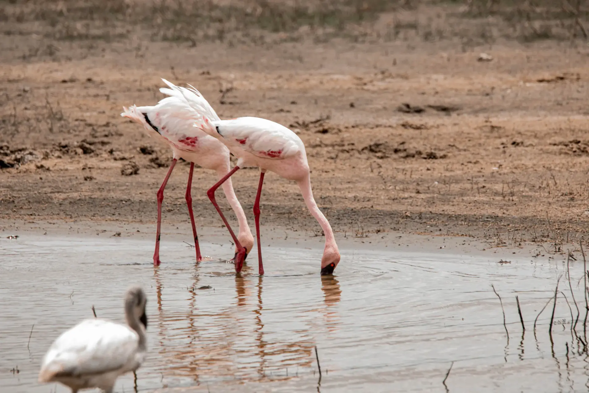 Flamingos feeding in shallow water beside a stork