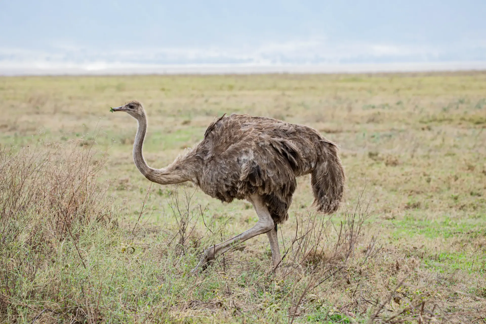 Ostrich walking through grassland