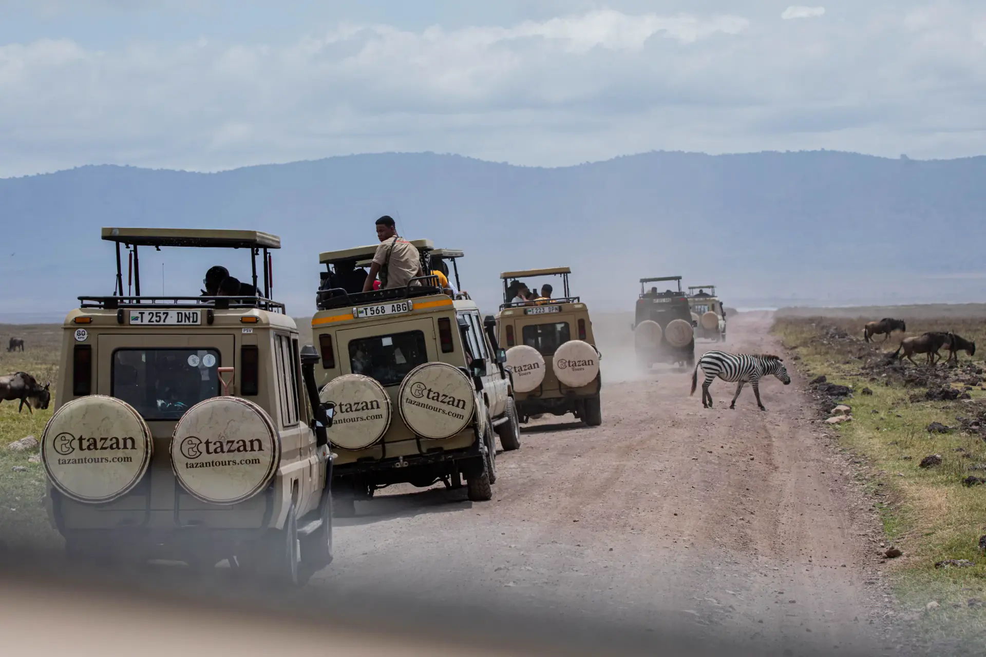 Line of safari vehicles on a dusty crater road with a zebra alongside