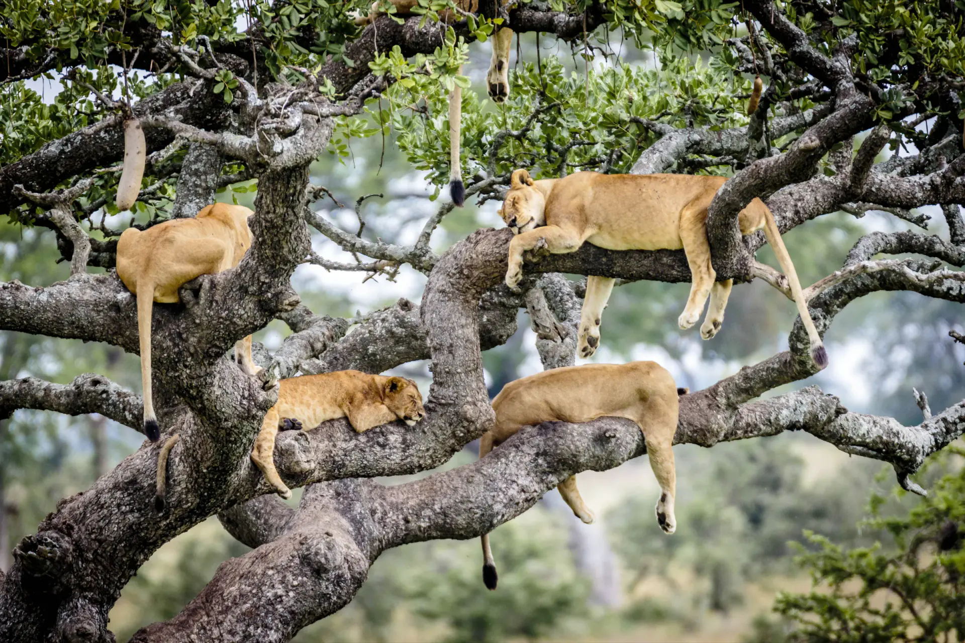 Lions sleeping in the branches of a large tree
