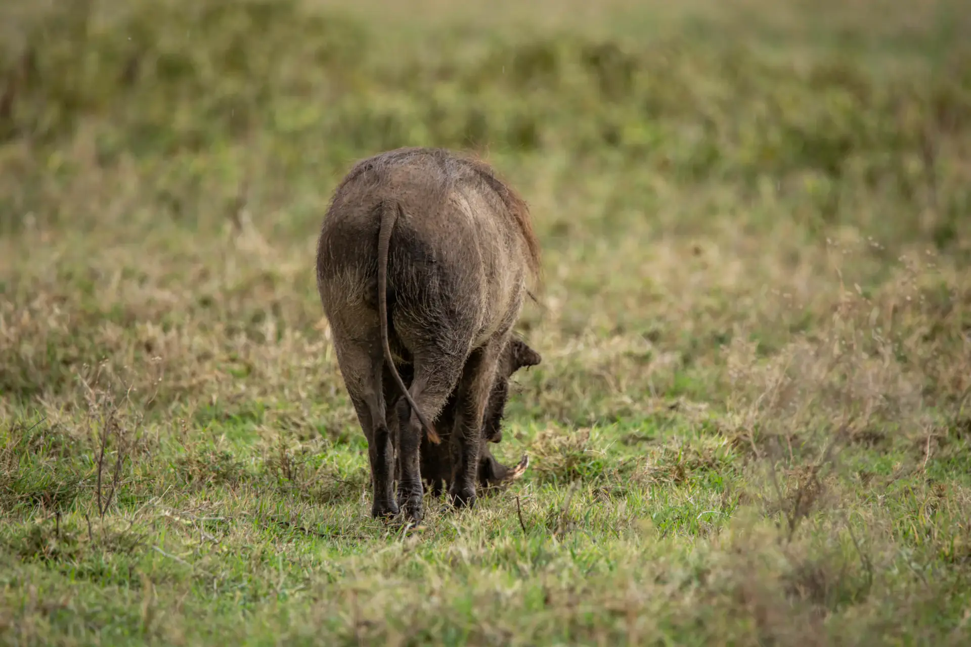 Warthog grazing in green grass