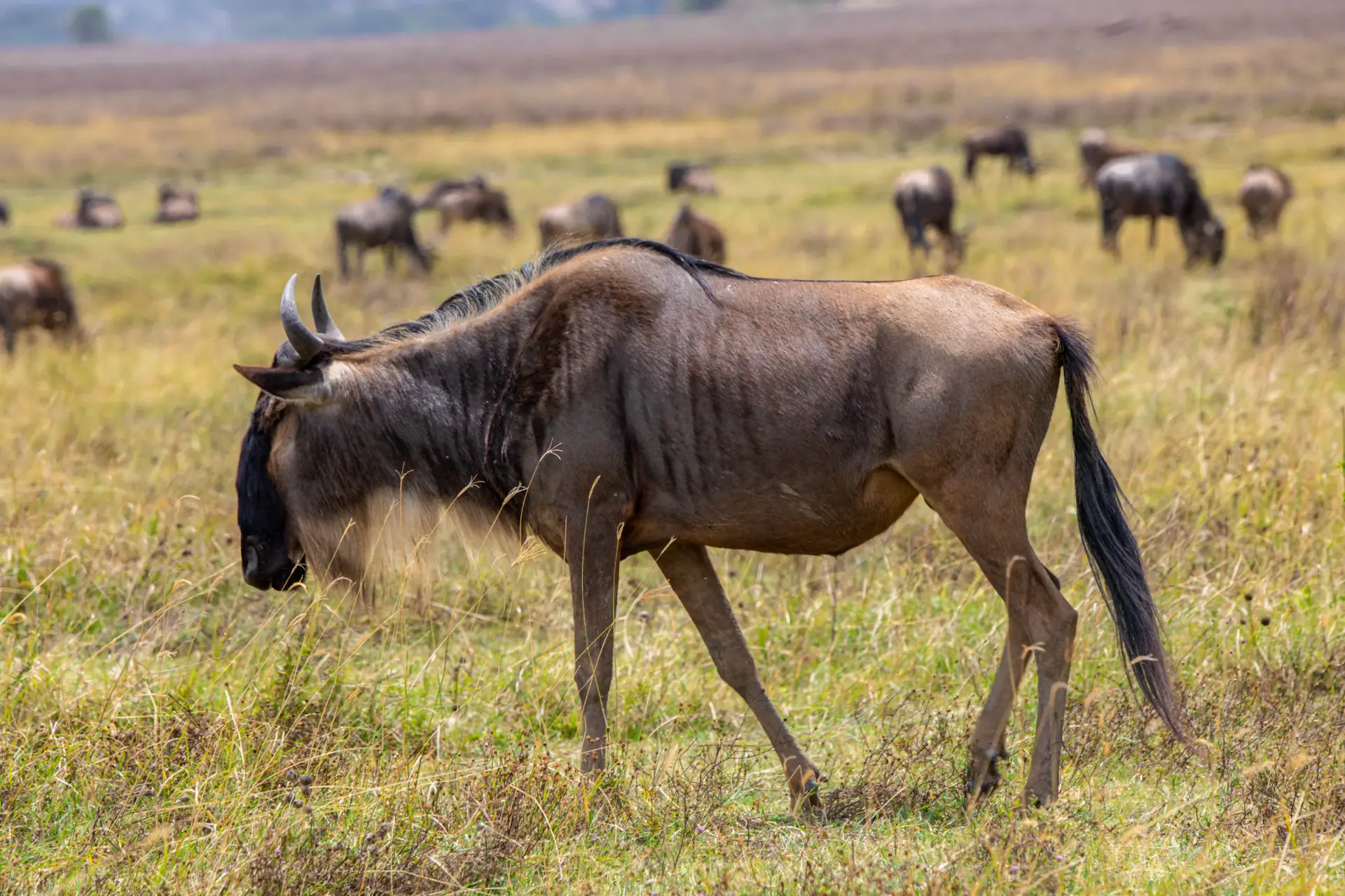 Wildebeest standing on the grassy crater plains