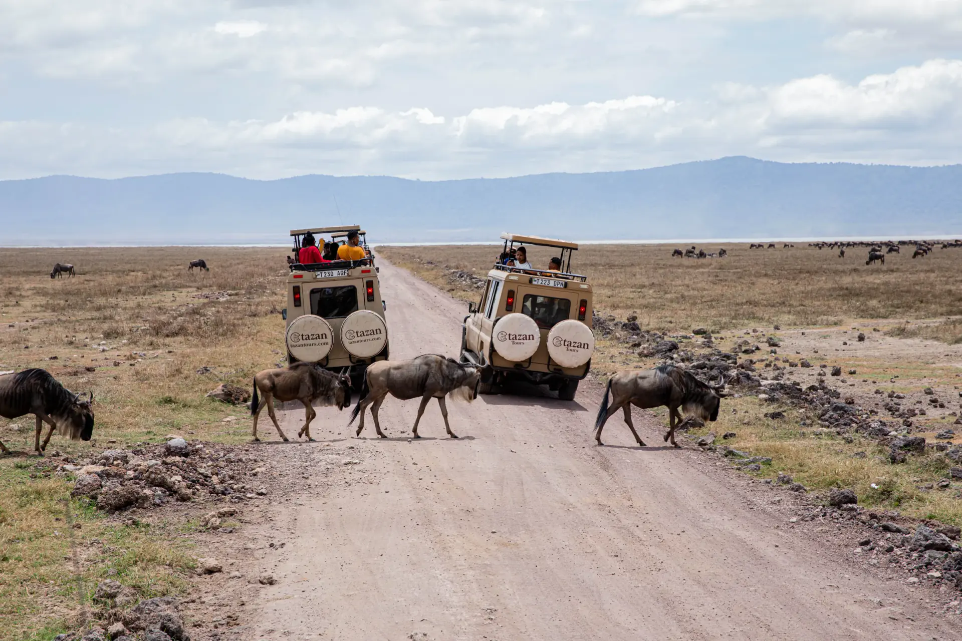 Wildebeest crossing the road in front of safari vehicles in the crater