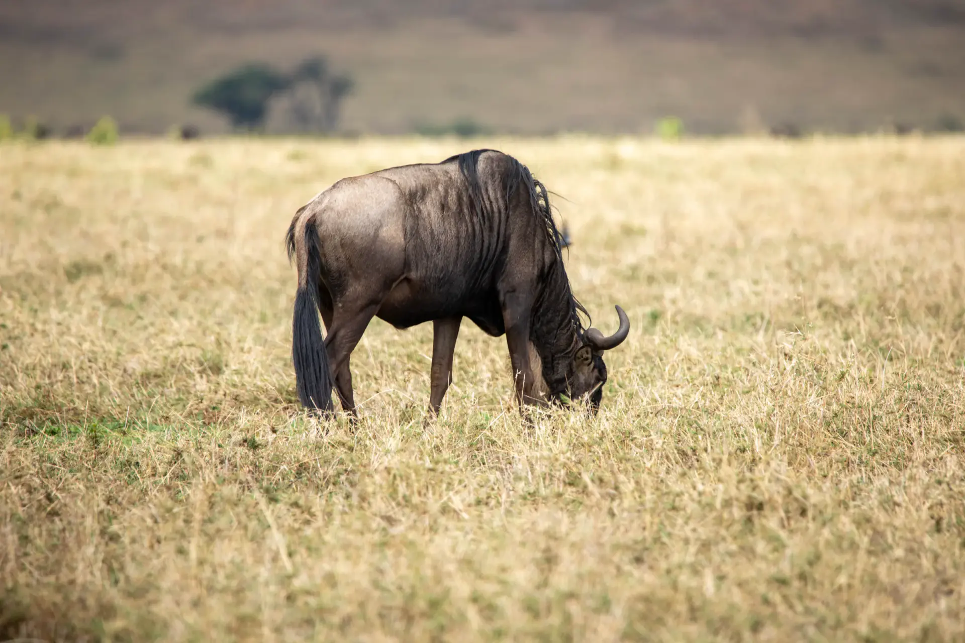 Wildebeest grazing in dry golden grass