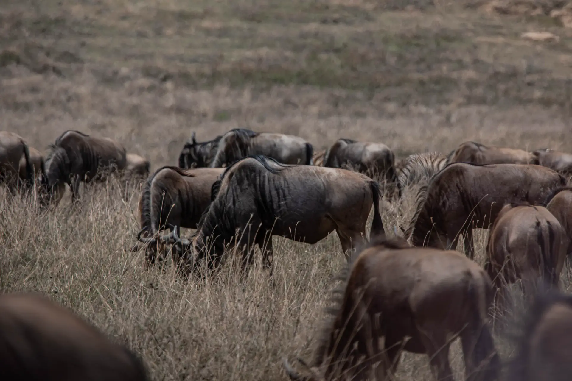 Wildebeest herd grazing close together