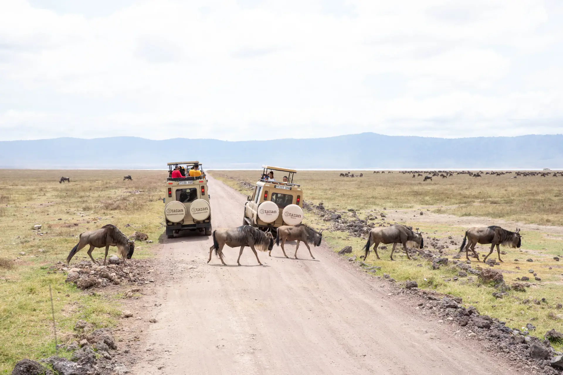 Wildebeest crossing a dirt track on the Ngorongoro Crater floor