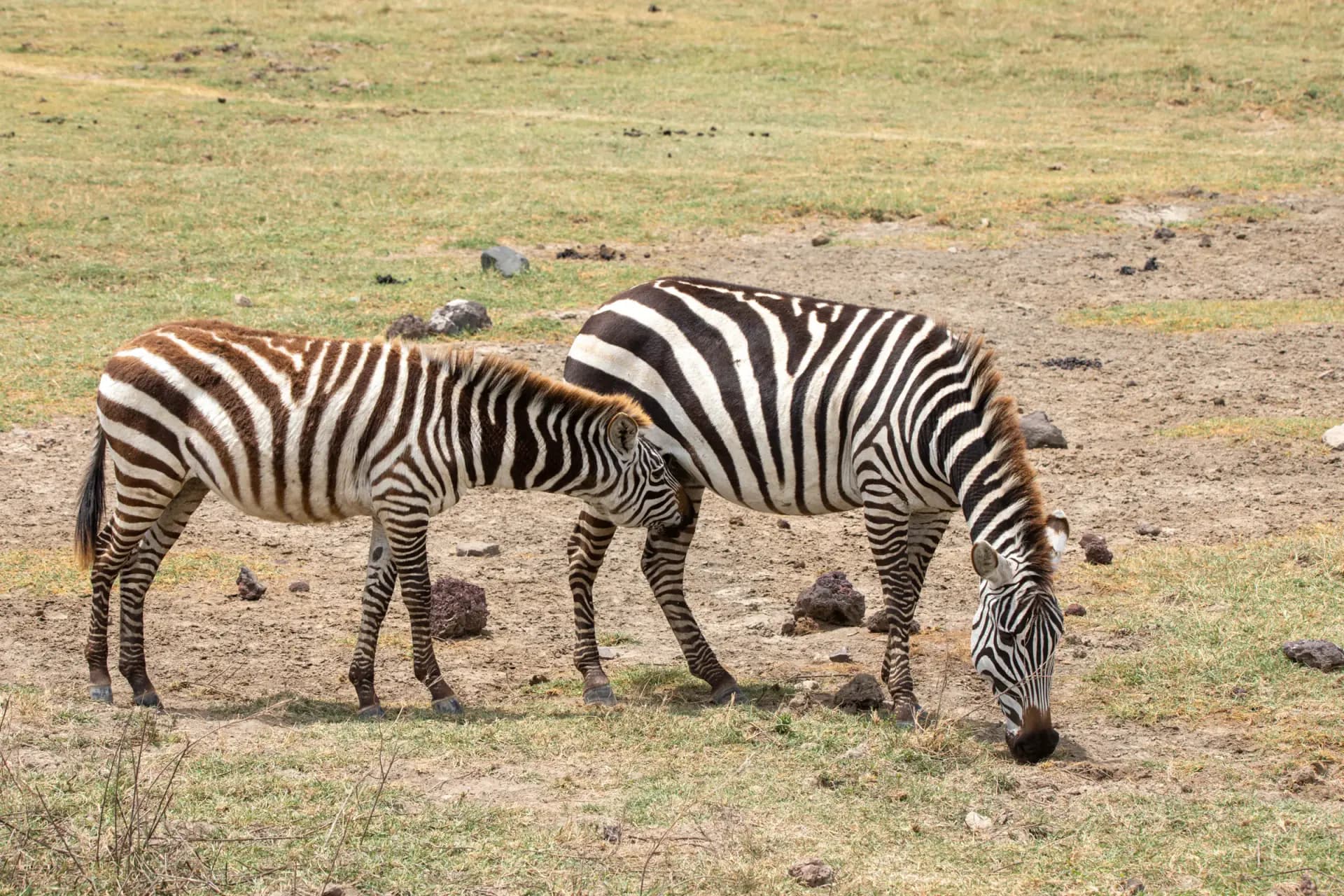 Two zebras grazing on short grass in the Ngorongoro Crater
