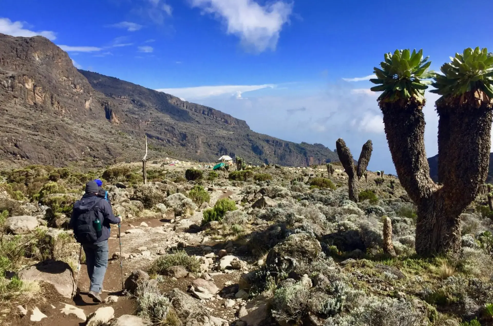 Trekker walking past giant groundsels on the Machame route