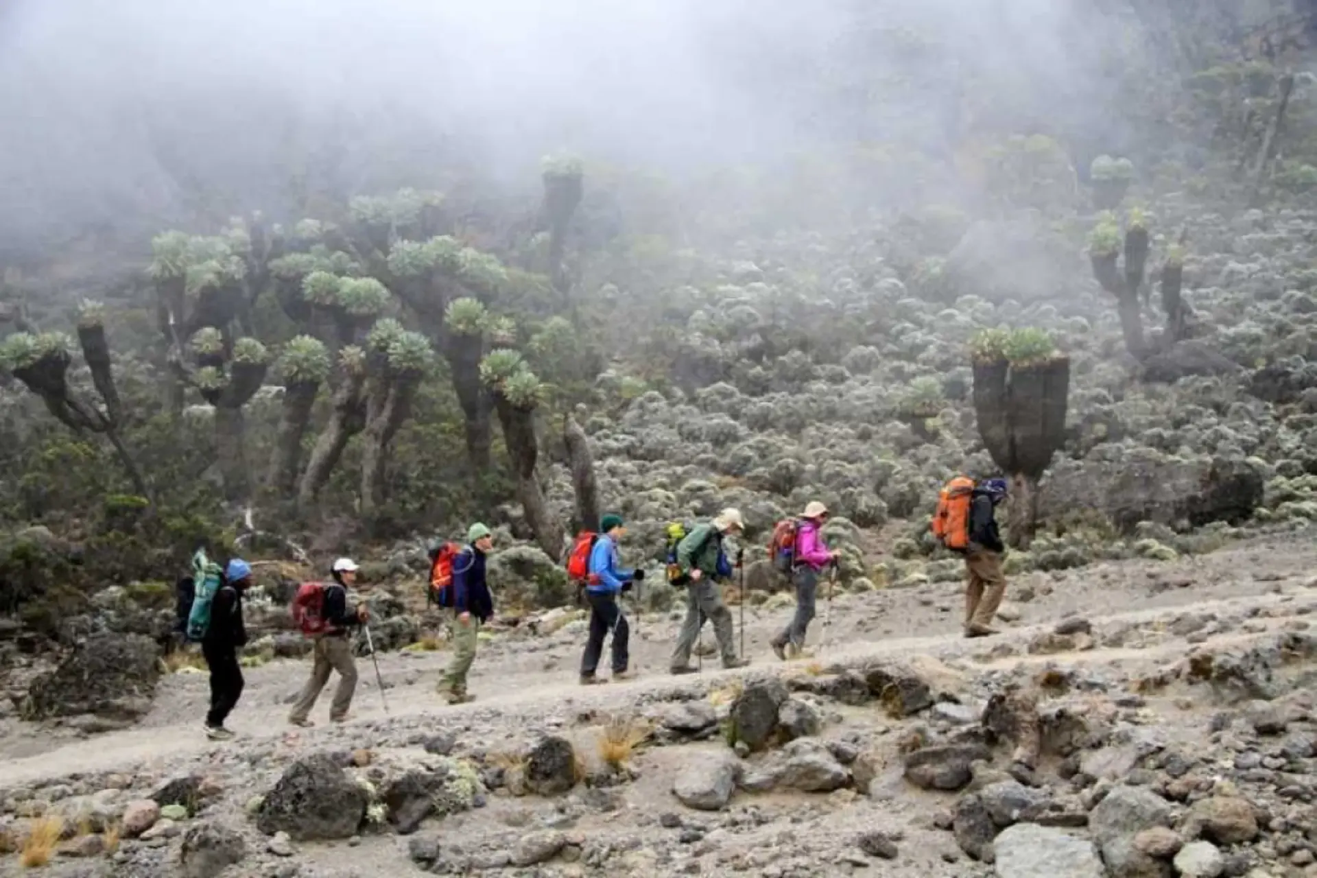Trekkers walking through mist past giant groundsels