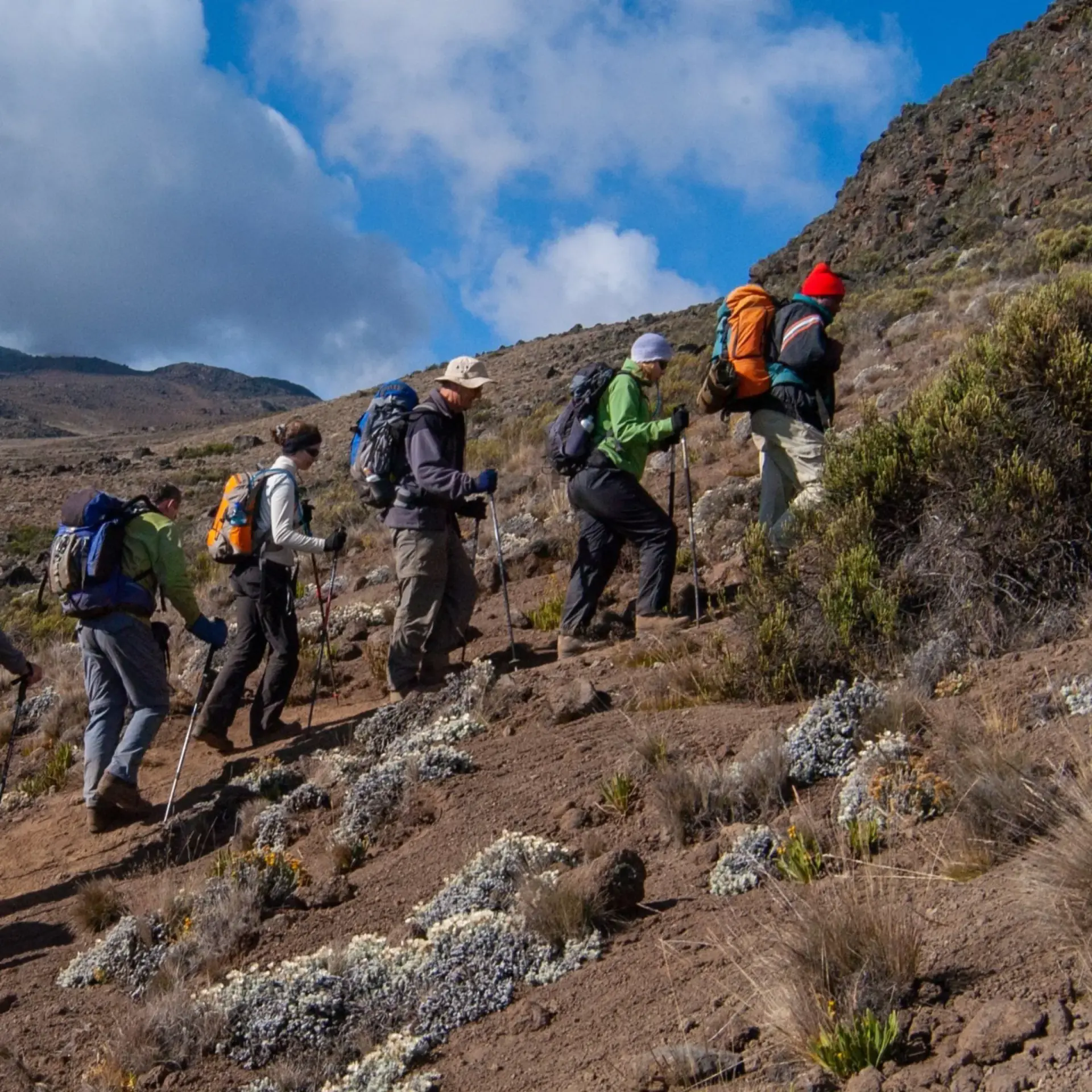 Trekkers climbing a steep heath slope on Kilimanjaro
