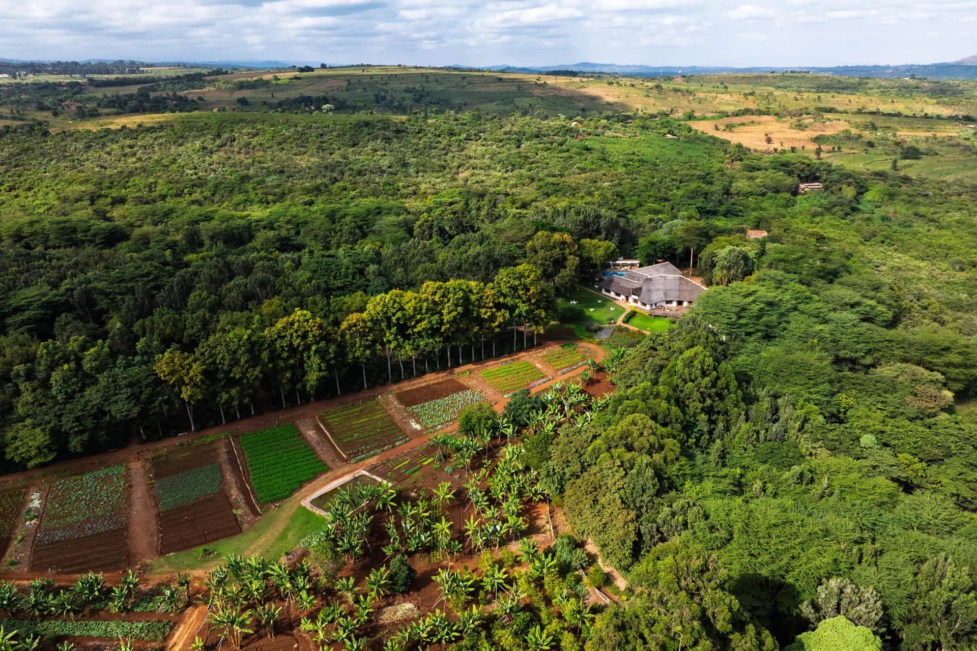 Aerial view of Ngorongoro Farm House among forest, with its vegetable gardens and banana trees