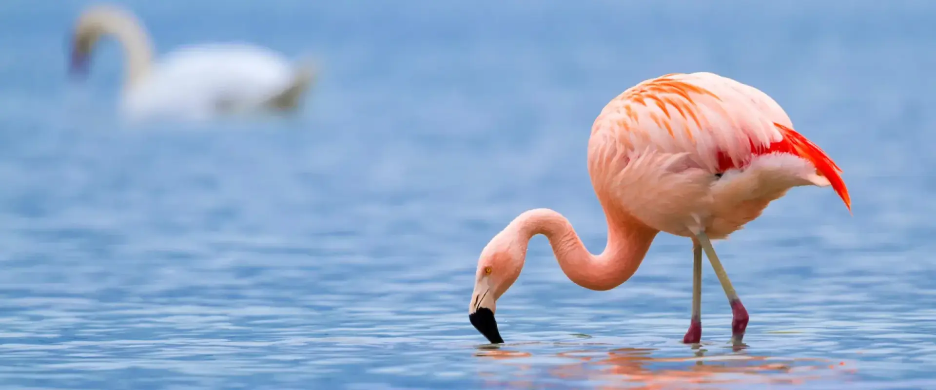 Flamingo feeding in shallow blue water