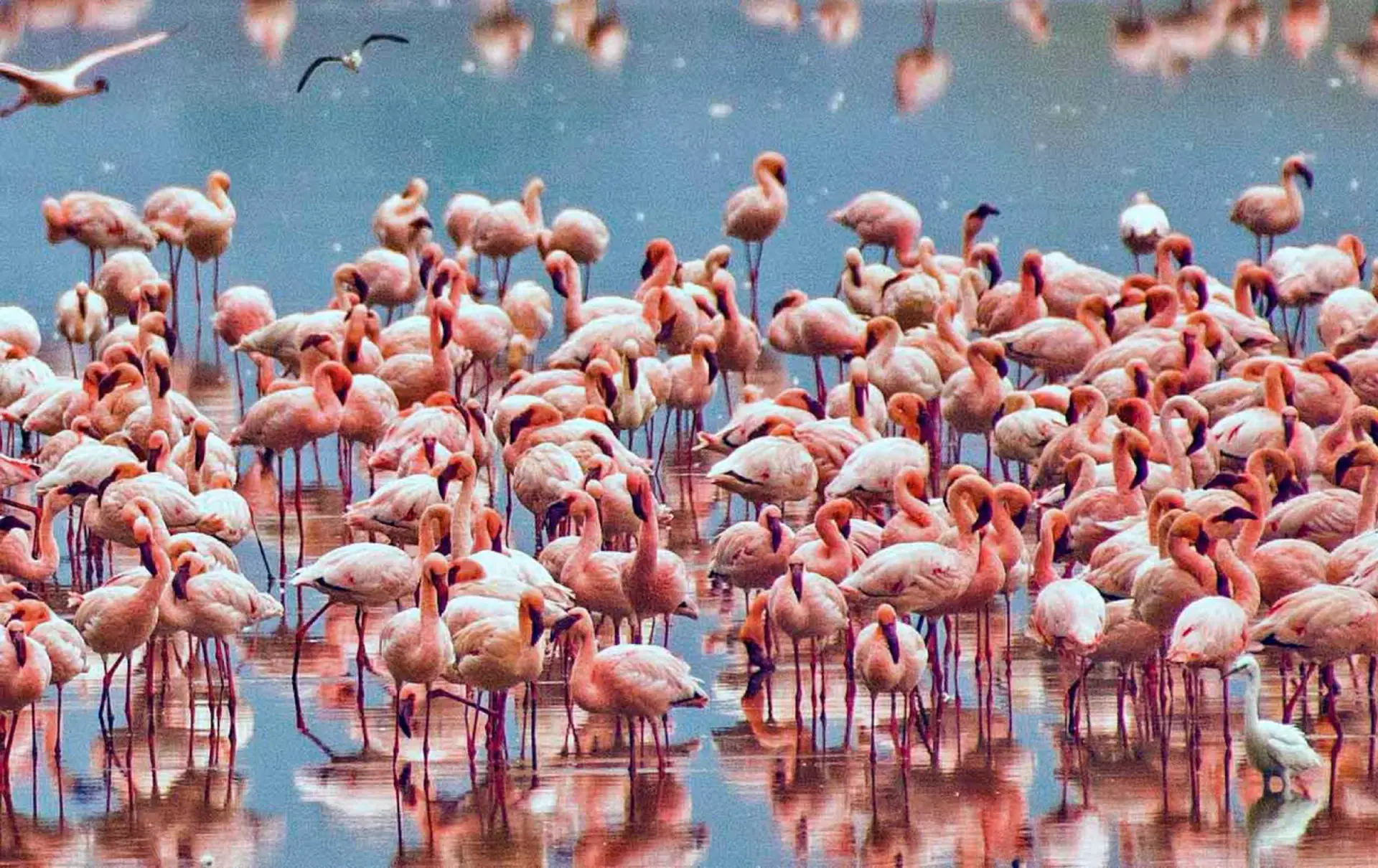 Large flock of pink flamingos wading in Lake Manyara