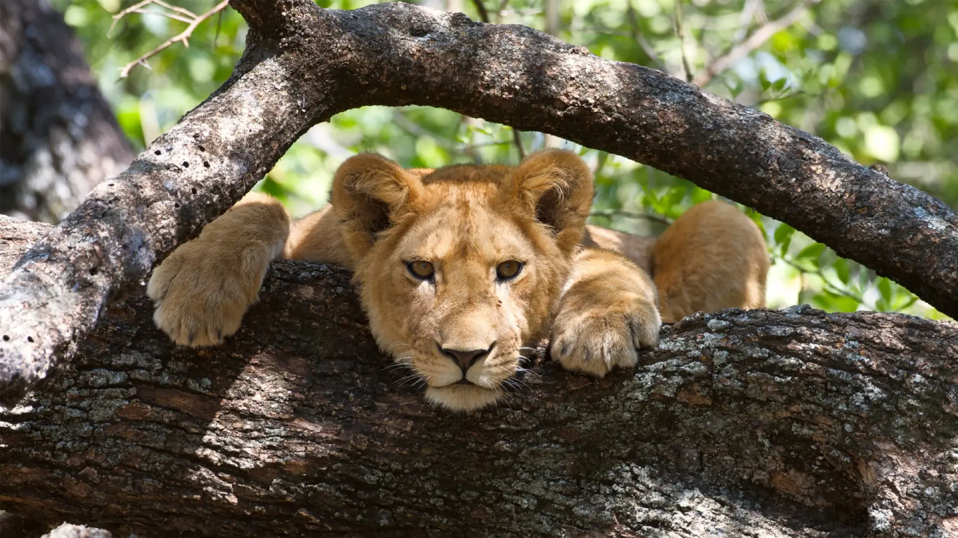 Lion cub resting in a tree in Lake Manyara National Park