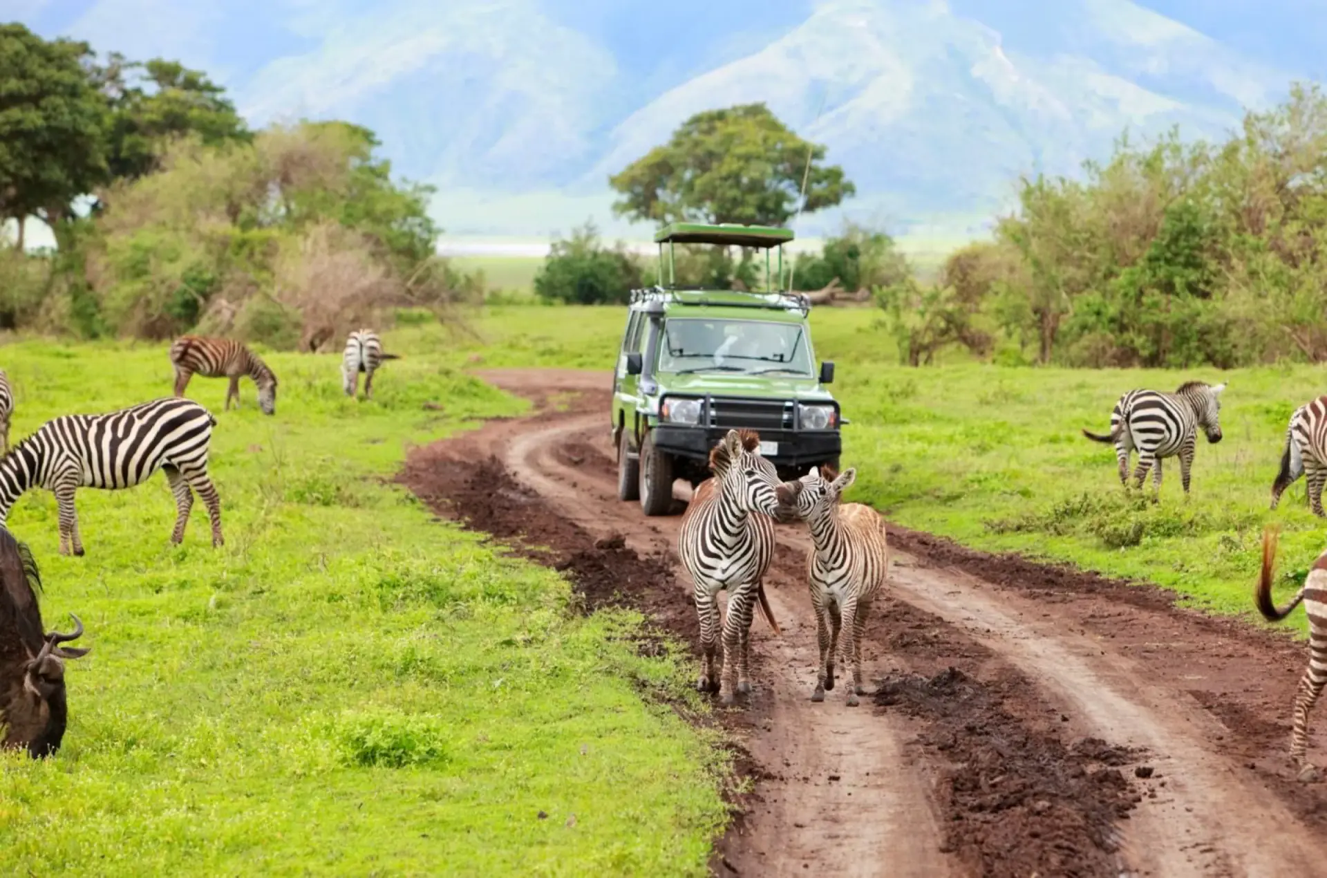 Safari vehicle on a red dirt track surrounded by zebras
