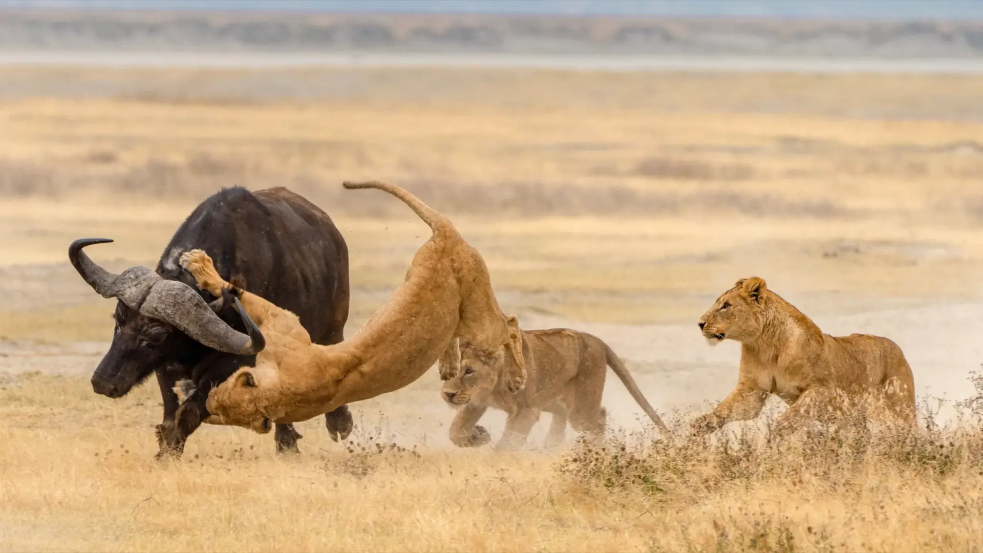 Lions attacking a Cape buffalo on the dusty plains