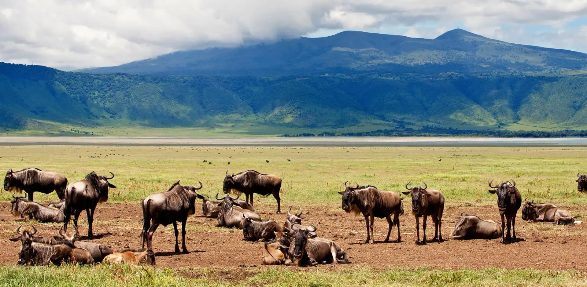 Wildebeest resting on the Ngorongoro Crater floor below the rim