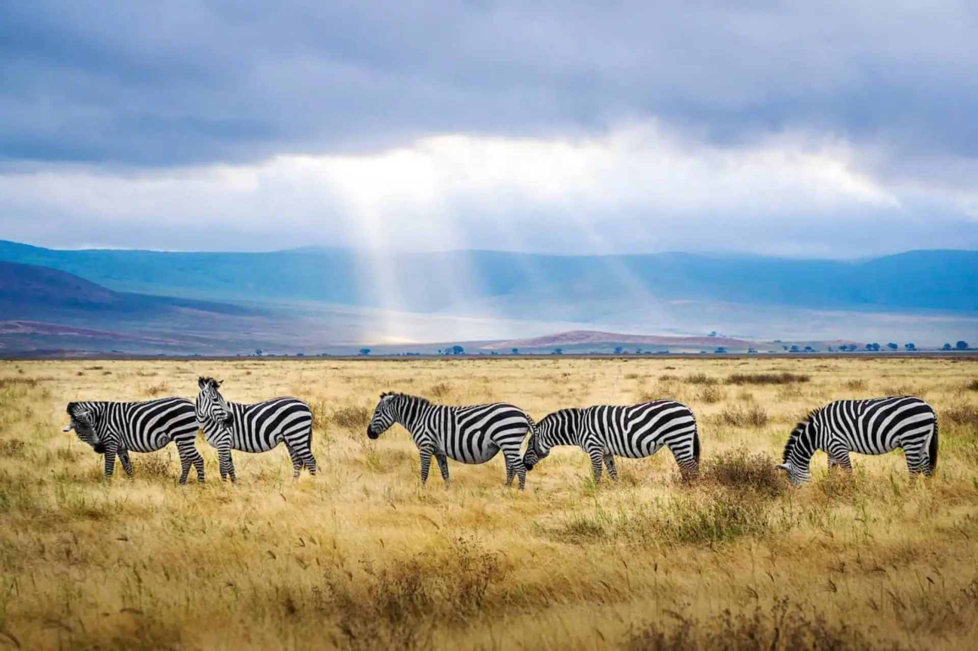 Zebras walking across the Ngorongoro Crater floor under rays of light